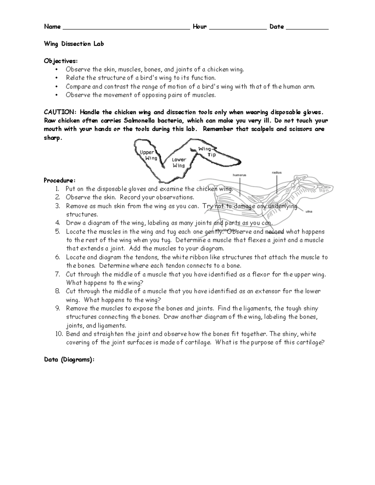 Chicken Wing Dissection - Name _________________________________ Hour ...