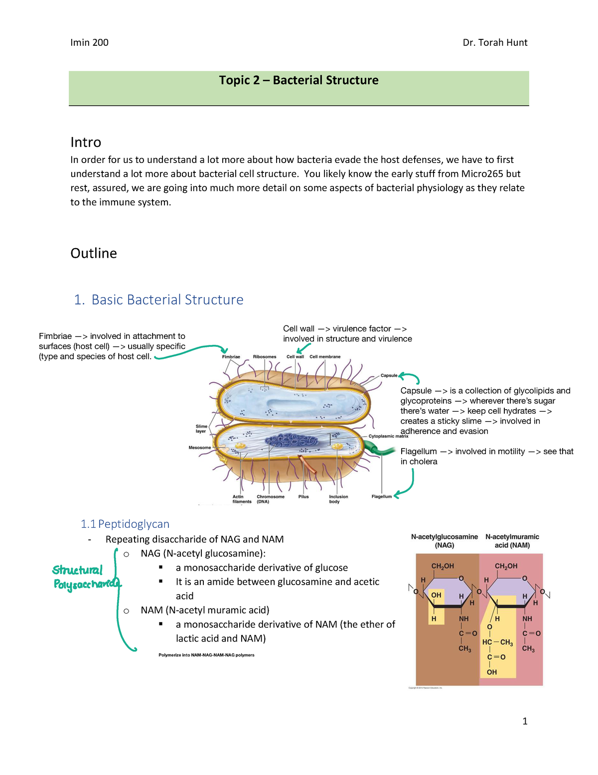 structure of bacteria assignment