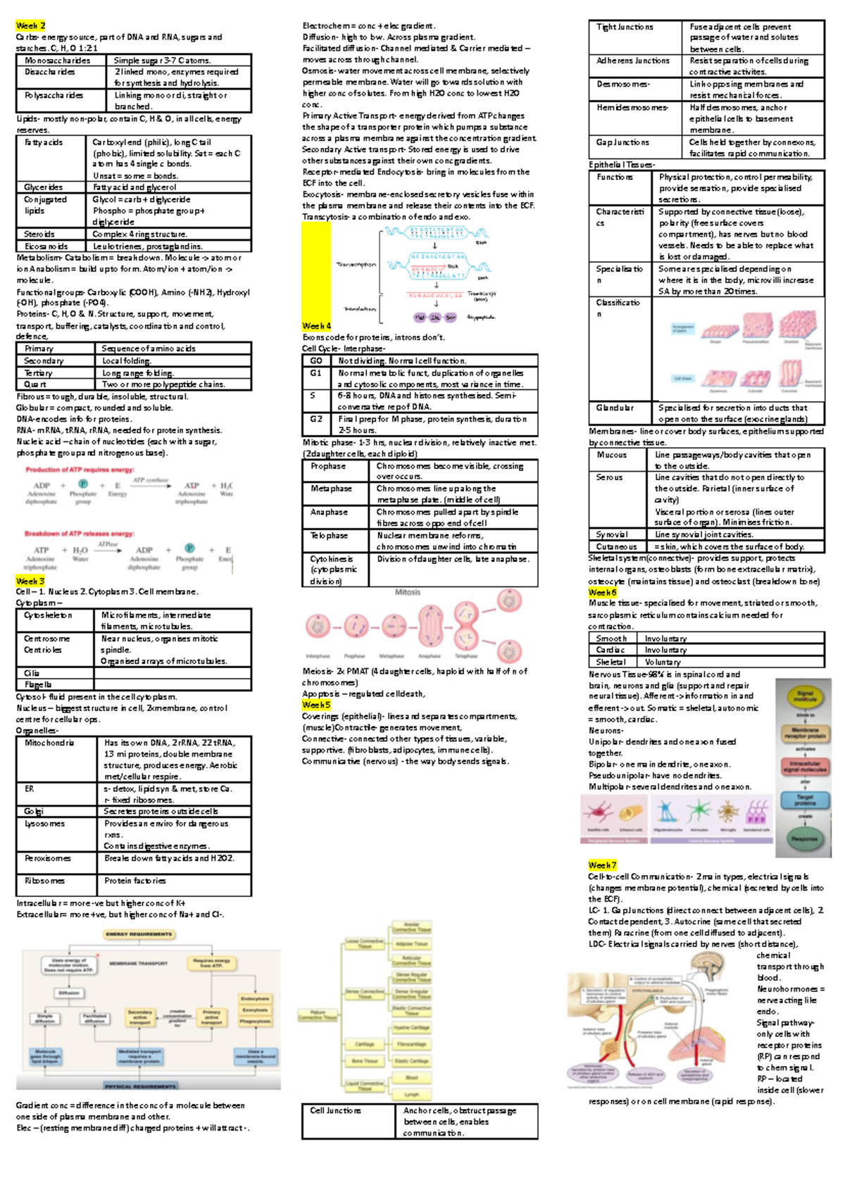 SUmm Summary notes and diagrams Week 2 Carbs energy source, part
