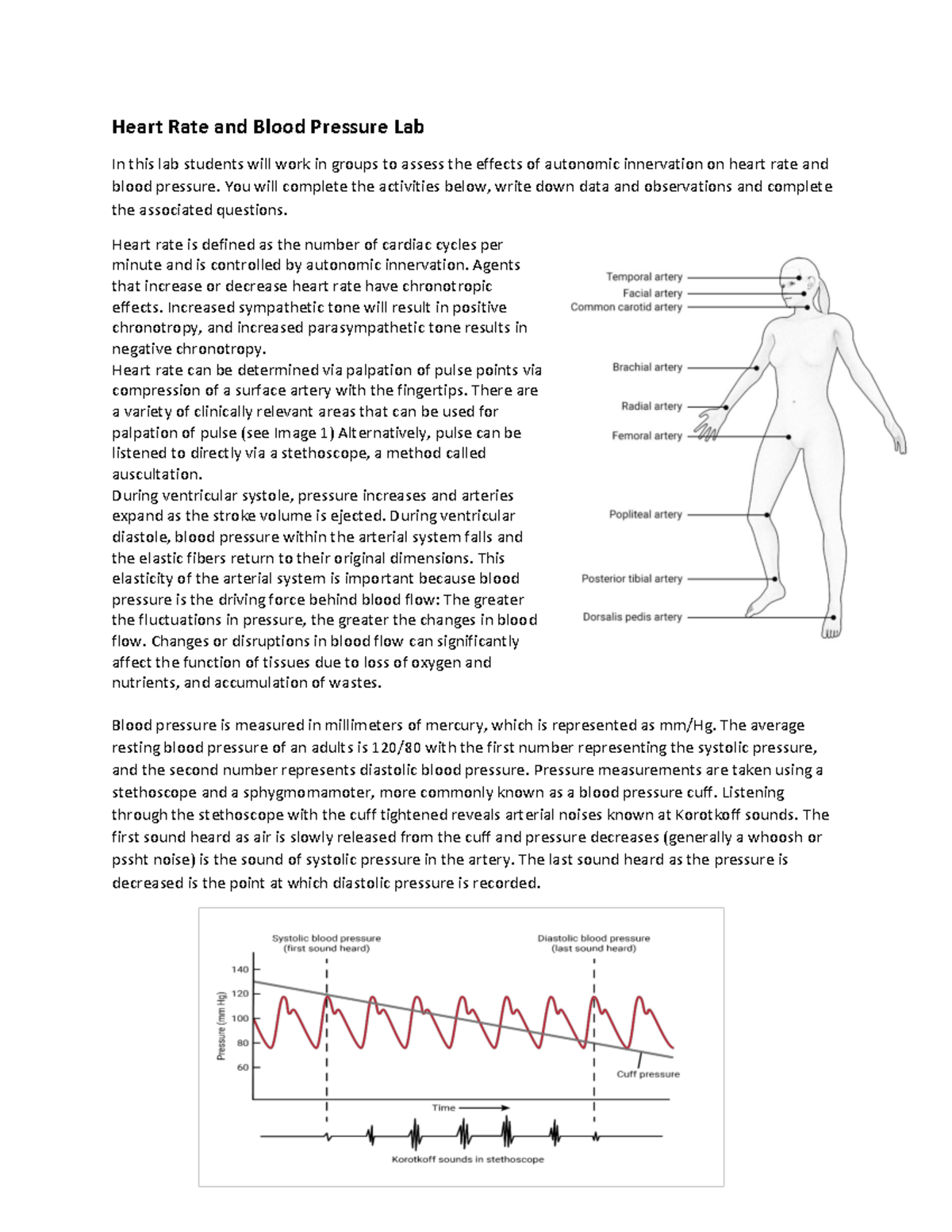 Activity 2 Heart Rate Blood Pressure Heart Rate And Blood Pressure 