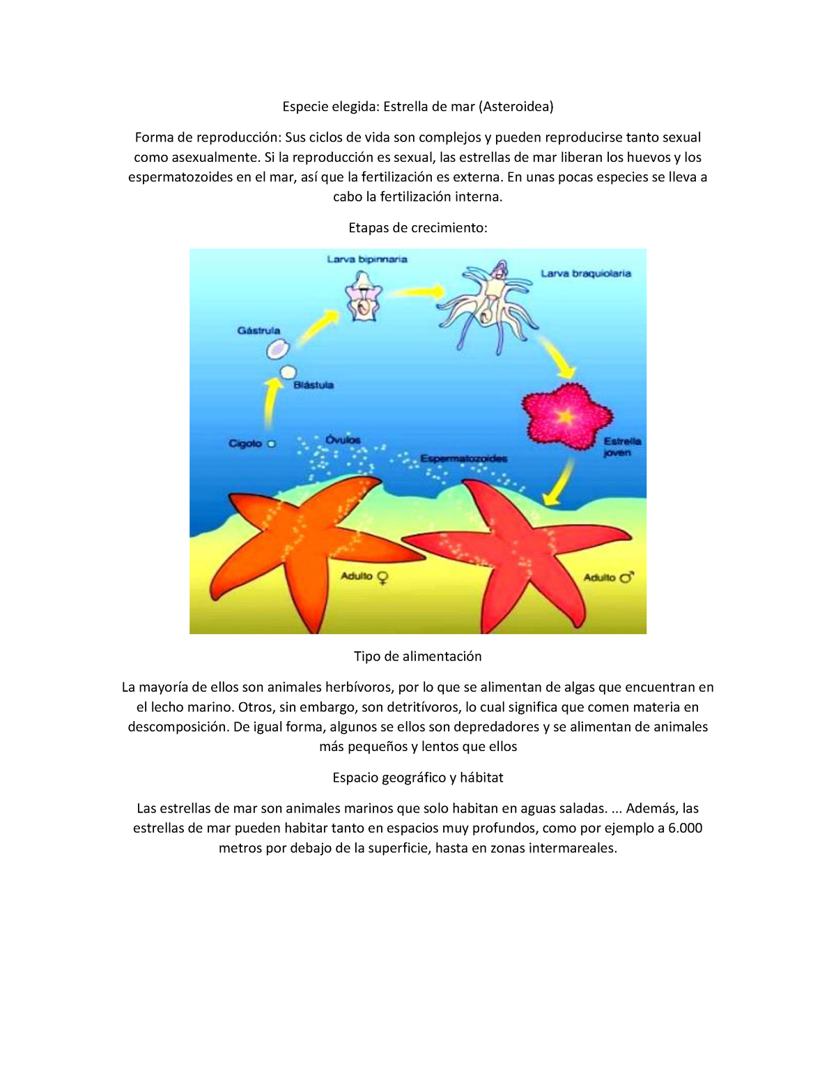 Ciclo de vida de la estrella de mar - Etapas y reproducción