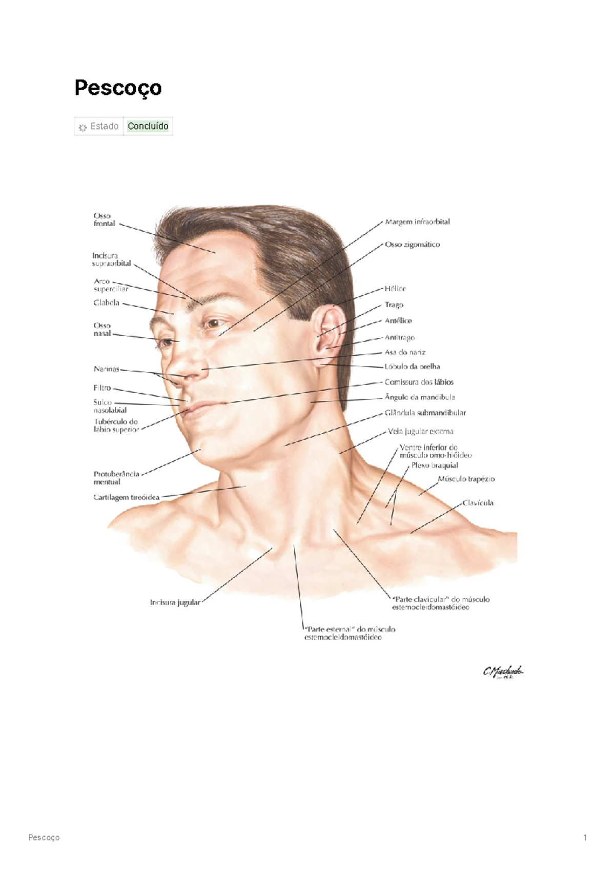 Pescoço - Resumo Mcminn and Abrahams' Clinical Atlas of Human Anatomy ...