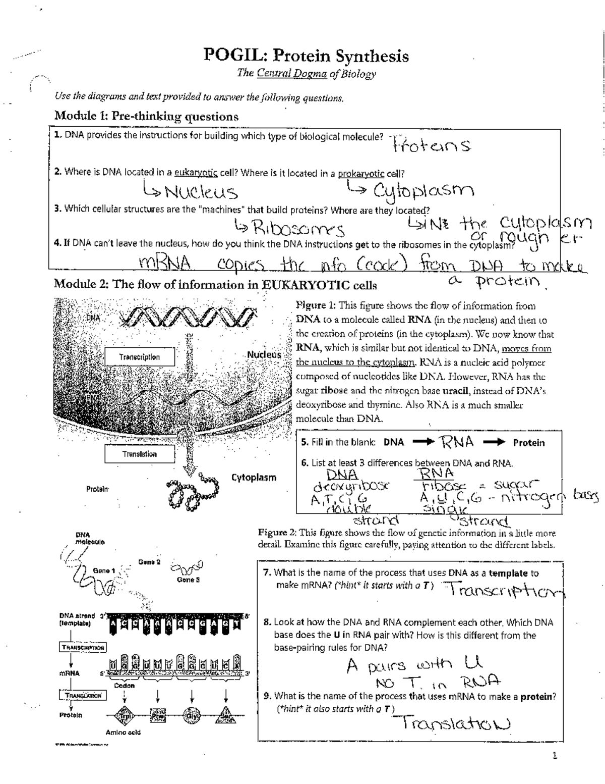 Cell Biology Pogil Work And Answers Given 120 355 Studocu   Thumb 1200 1553 