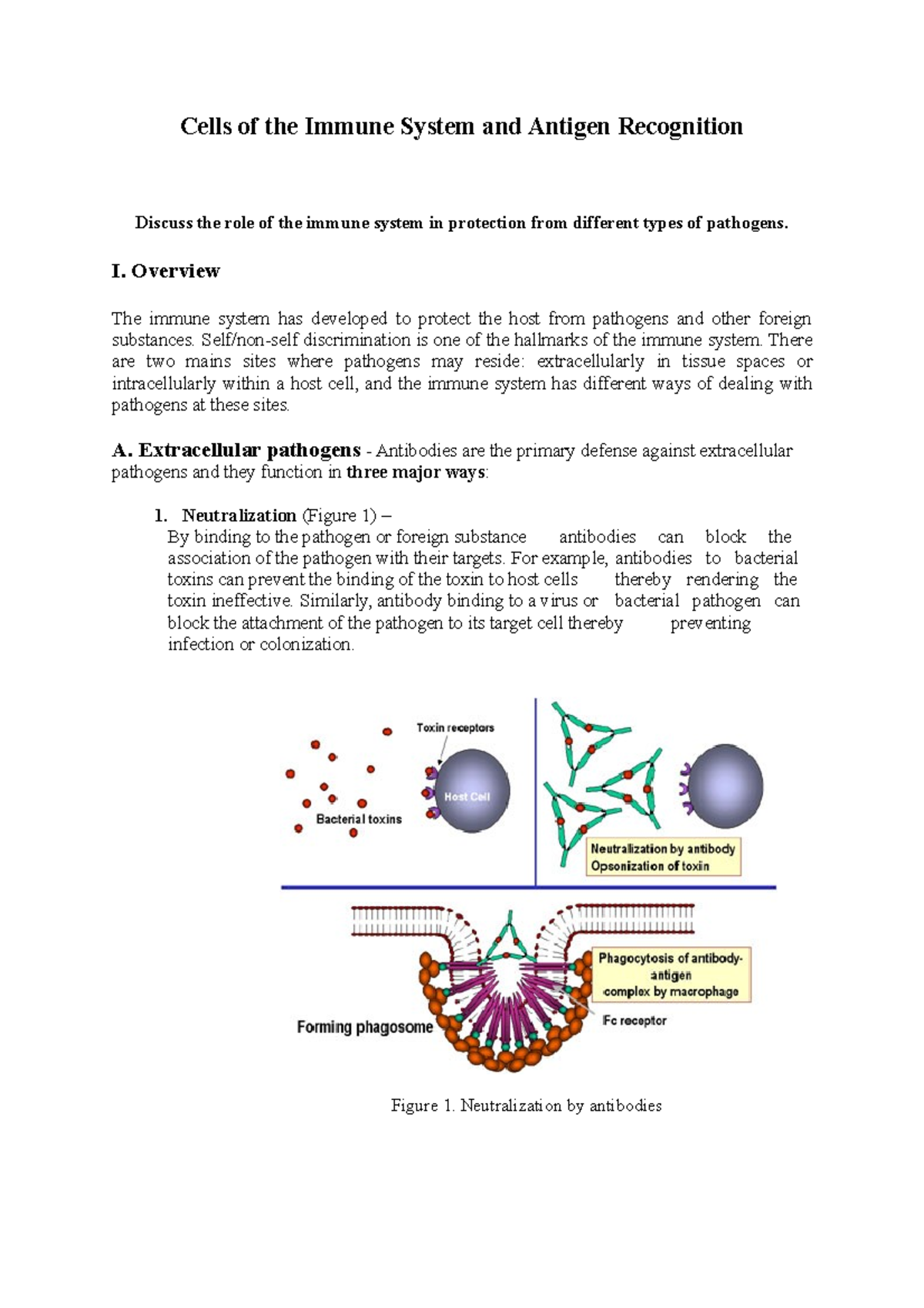 Cells of the Immune System and Antigen Recognition - I. Overview The ...