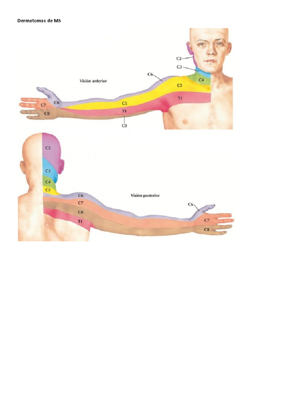 dermatomas mano