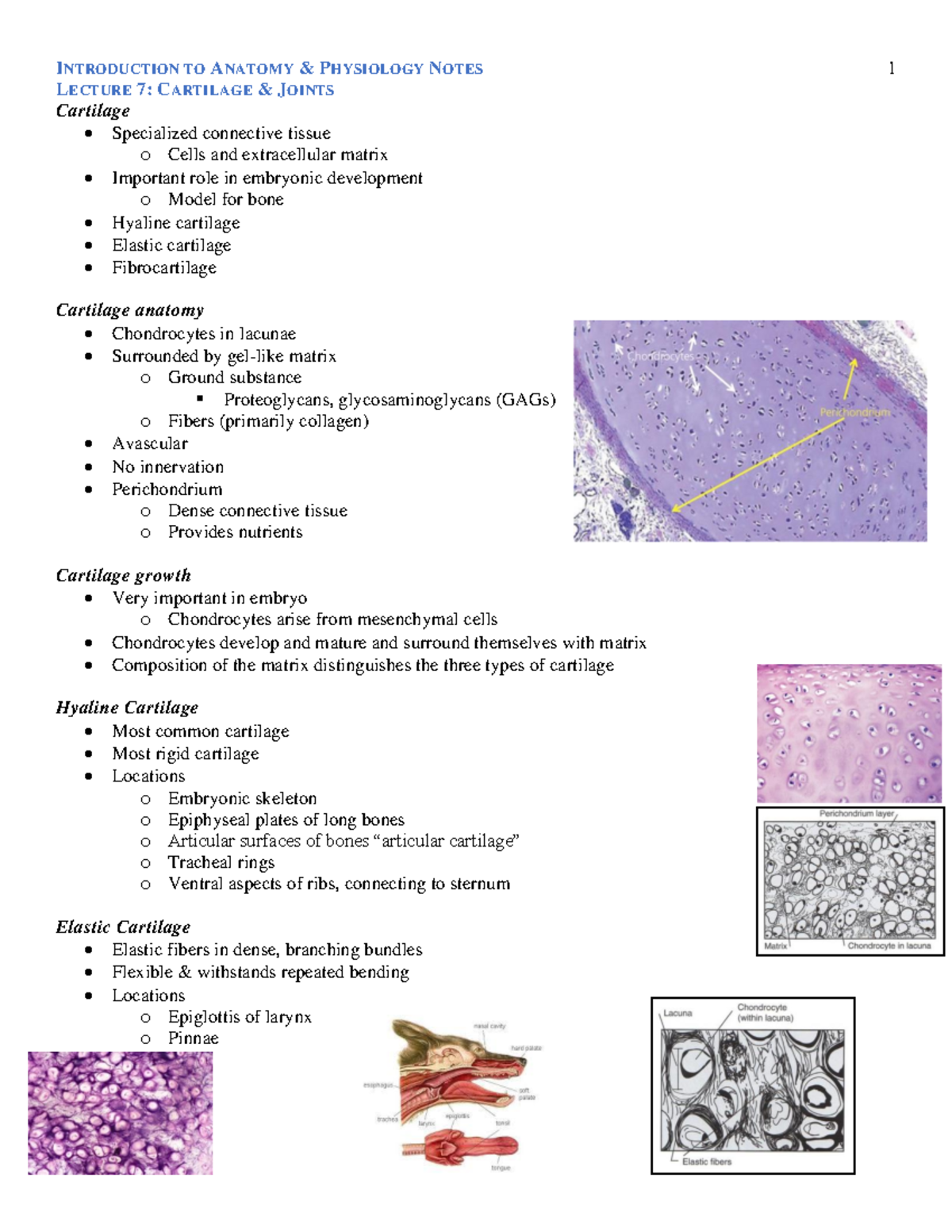 Lecture 7- Cartilage Joints - LECTURE 7: CARTILAGE & JOINTS Cartilage ...