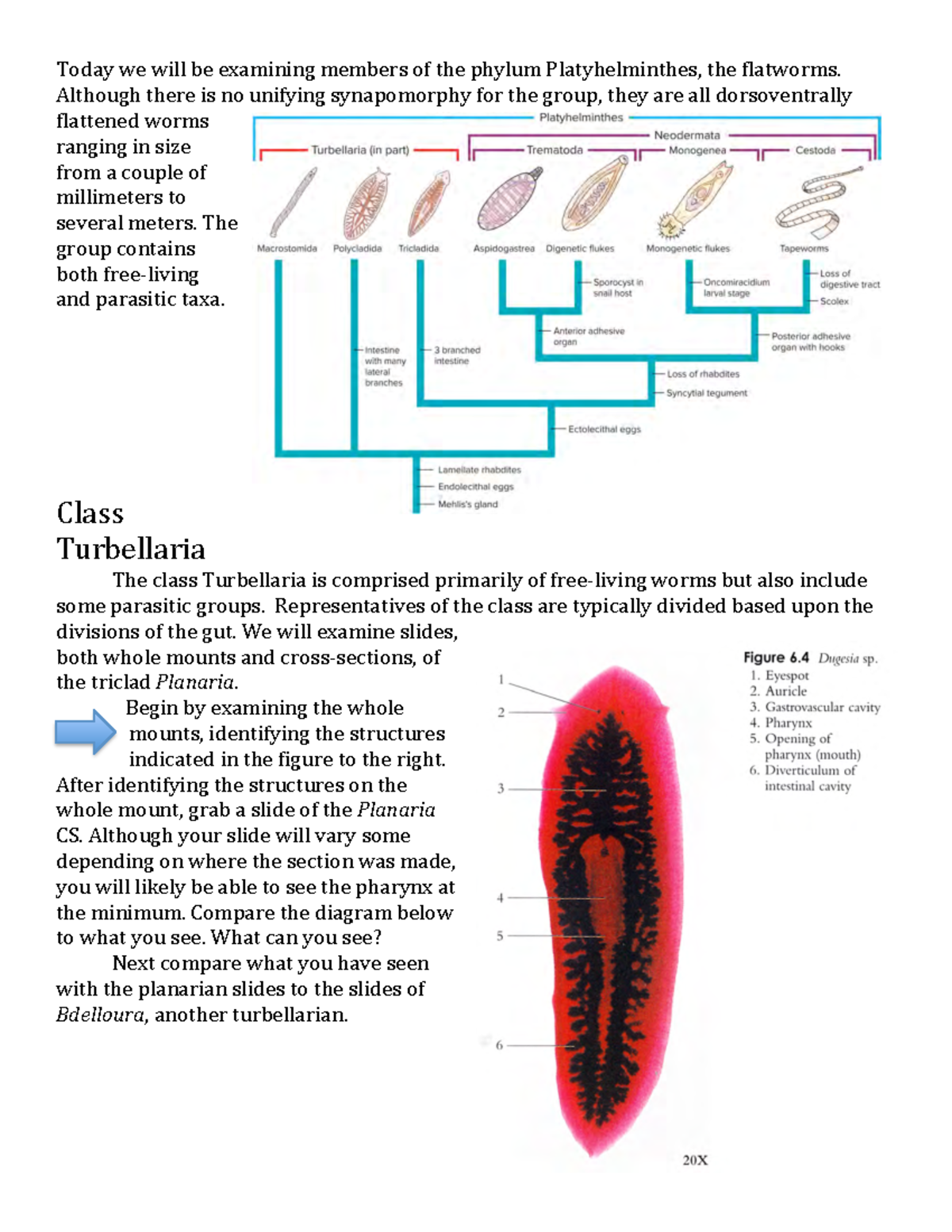 Lab 2 Phylum Platyhelminthes - Today We Will Be Examining Members Of ...