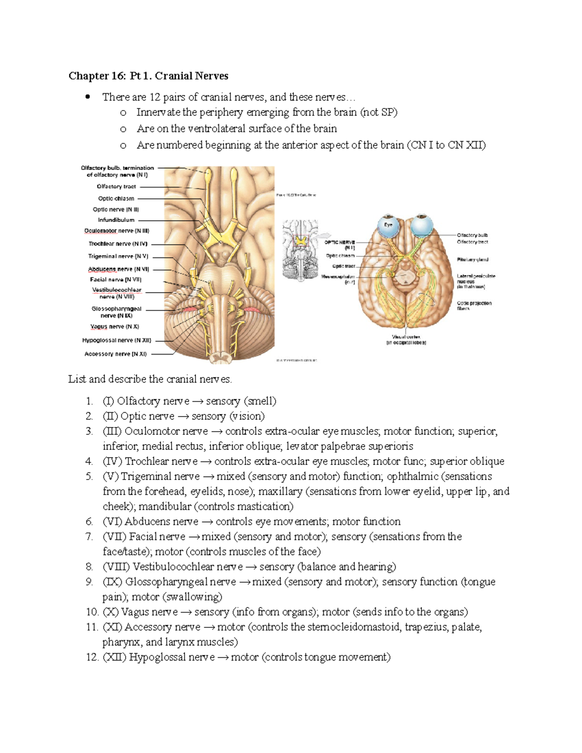 Cranial Nerves