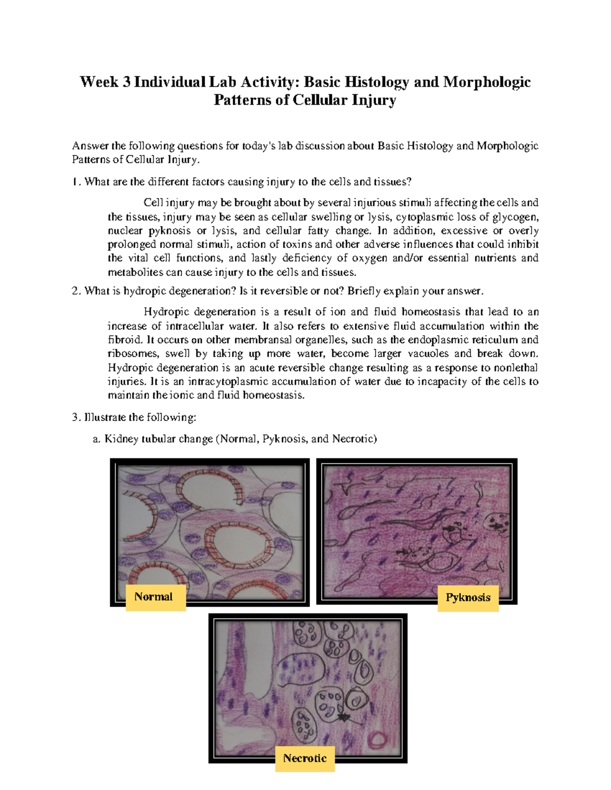 Basic Histology and Morphologic Week 3 Individual Lab Activity Basic Histology and