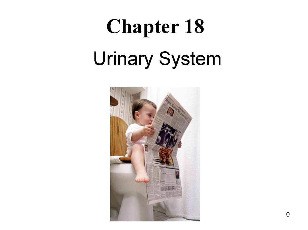 Chatper 18 Urinary System - Chapter 18 Urinary System Course Learning ...