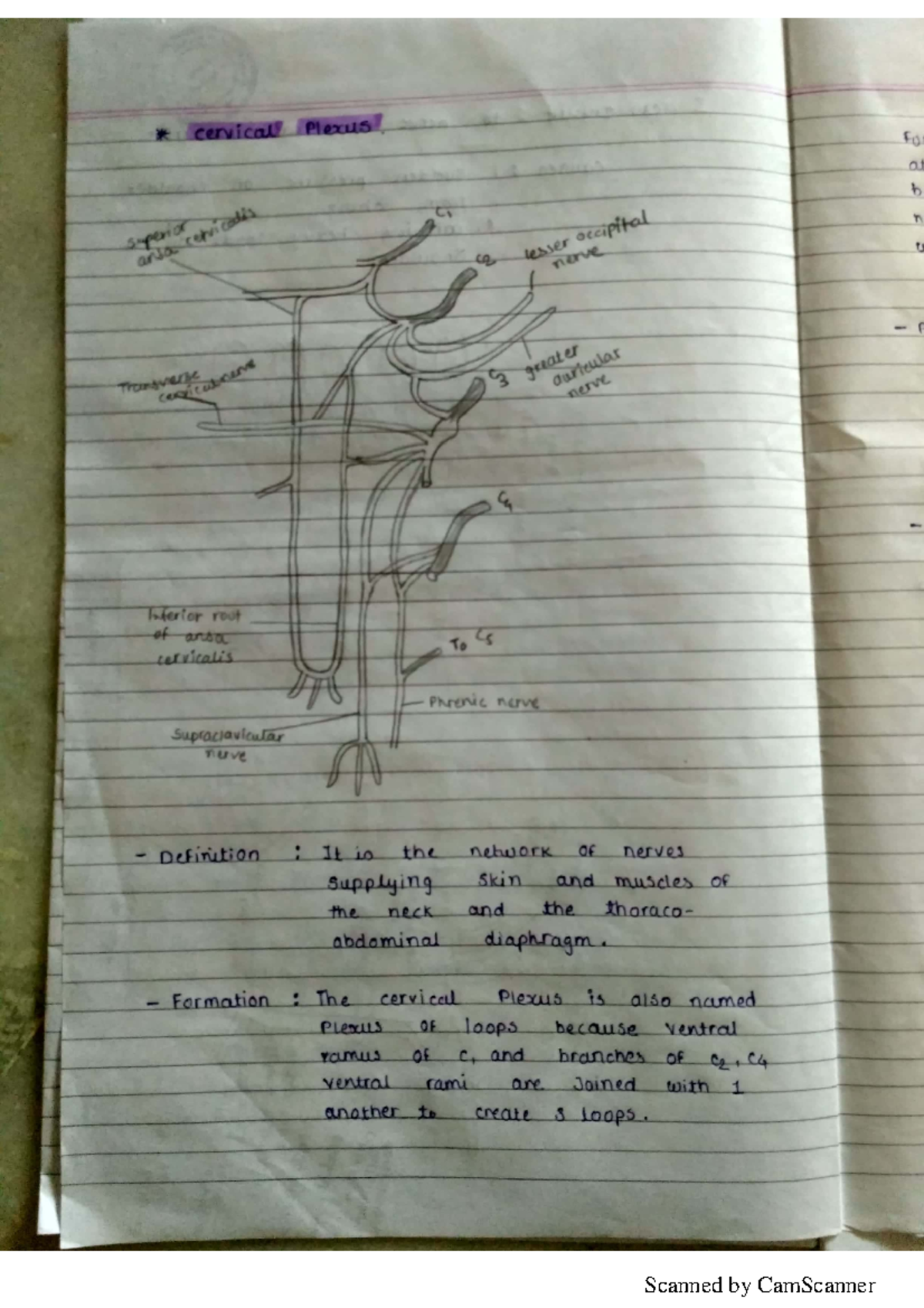 Anatomy notes on cervical plexus, Lumbar plexus, Brachial plexus ...