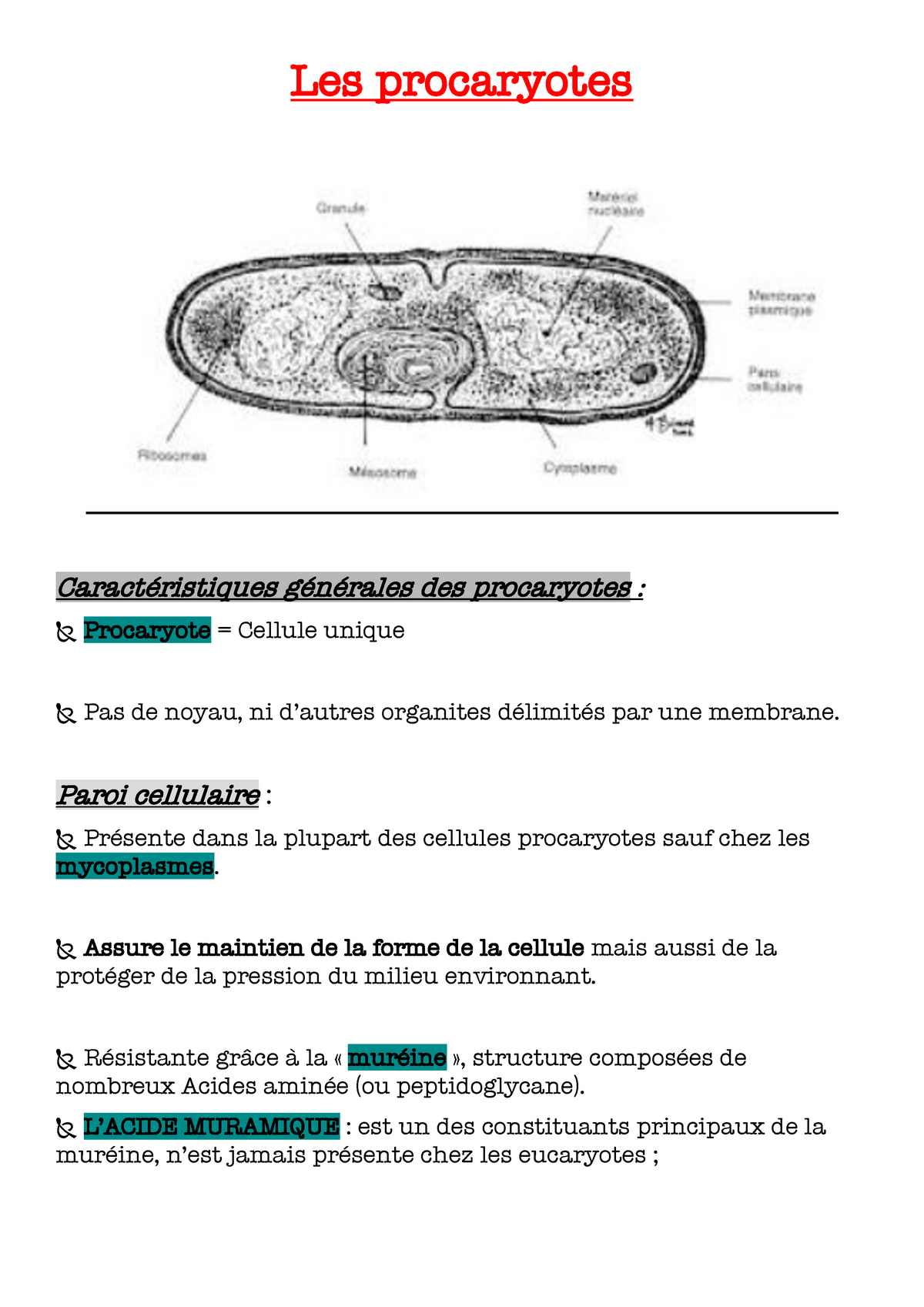 des cellules procaryotes