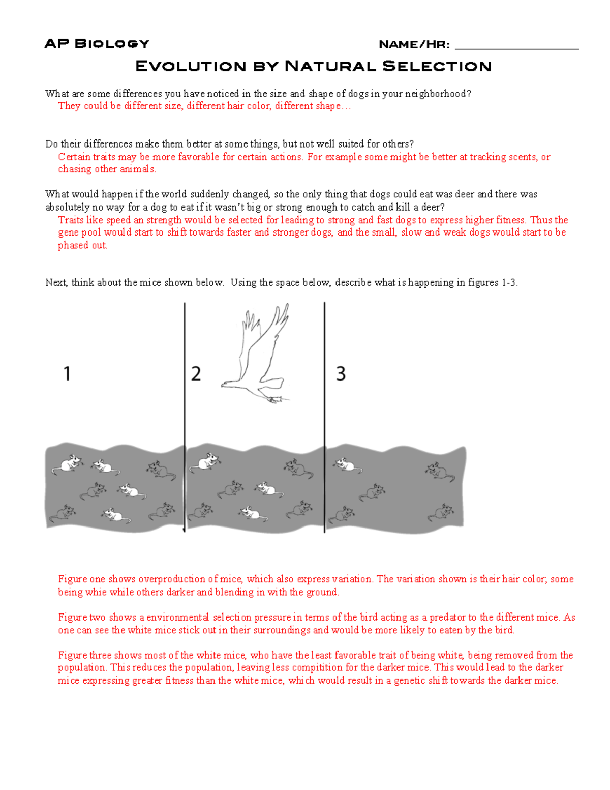 Natural selection packet key - AP Biology Name/Hr: Evolution by Natural -  Studocu