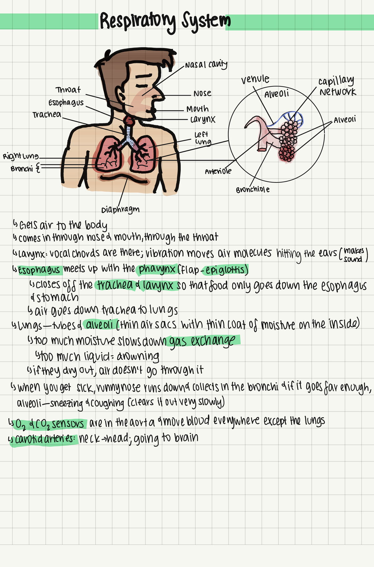 respiratory system - ib biology hl 1🧬 - Studocu