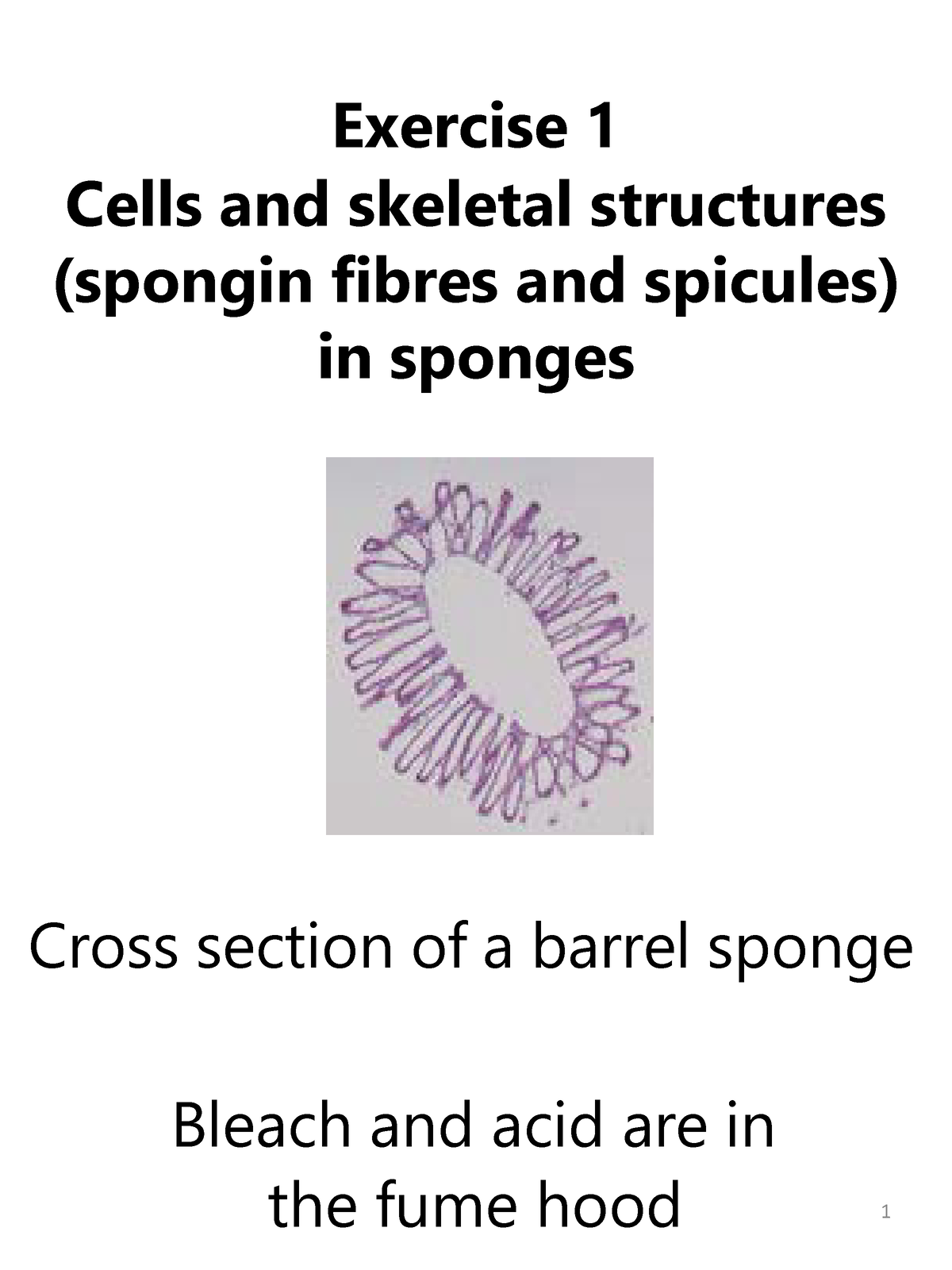 sponge spongin