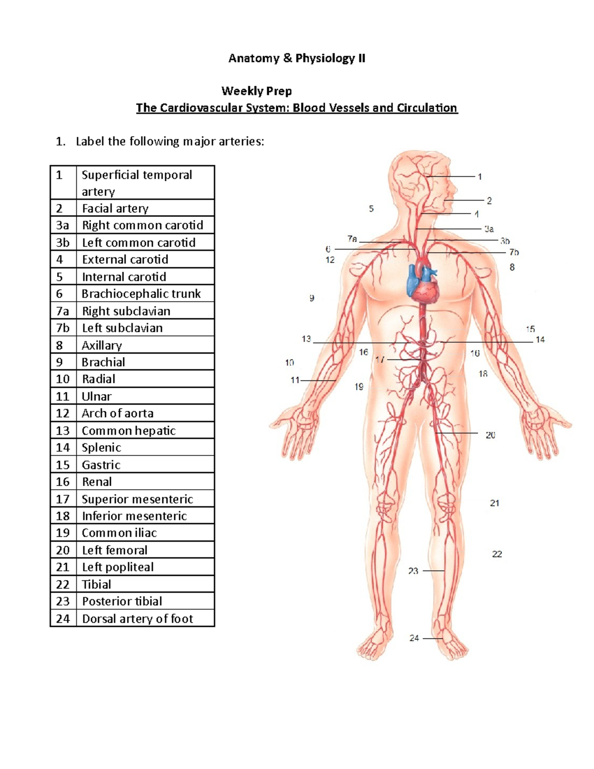 Lab Prep- Blood Vessels - Anatomy & Physiology II Weekly Prep The ...