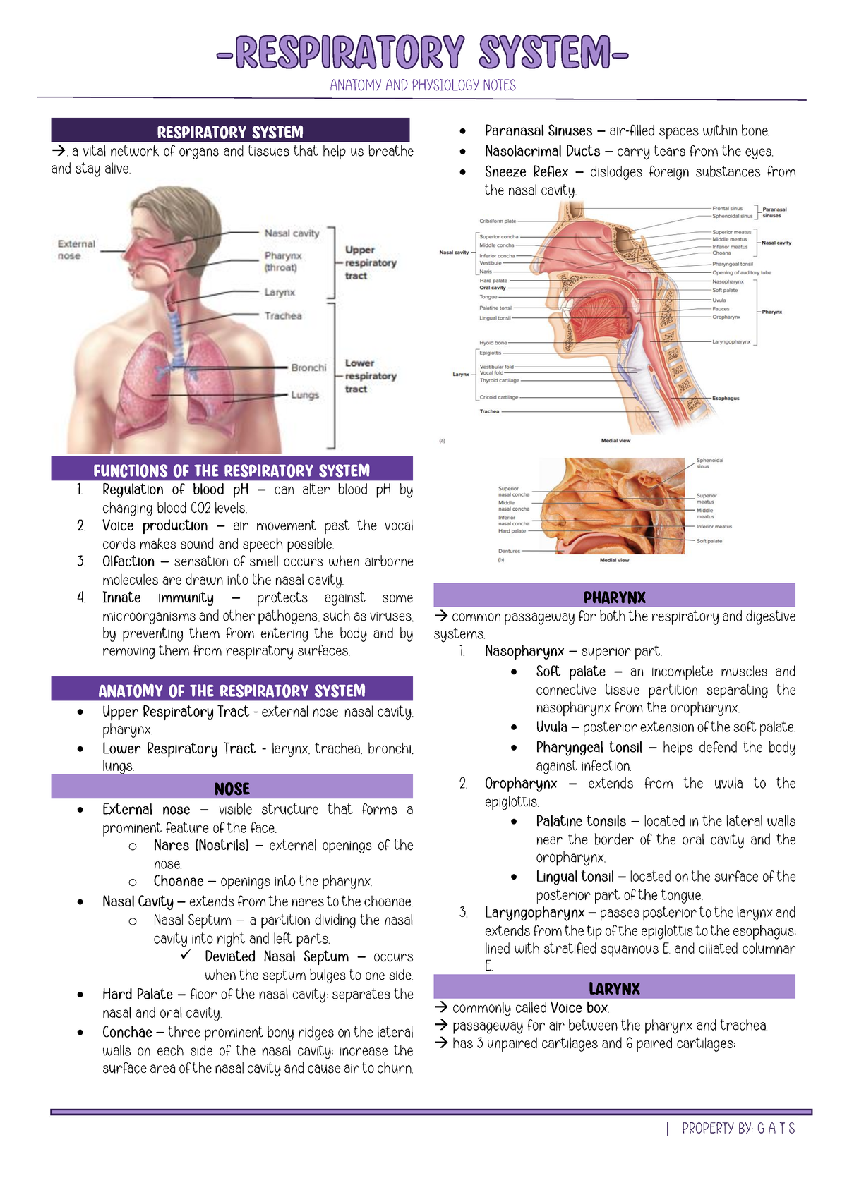 Chapter 14 - gvgdyk - RESPIRATORY SYSTEM → FUNCTIONS OF THE RESPIRATORY ...