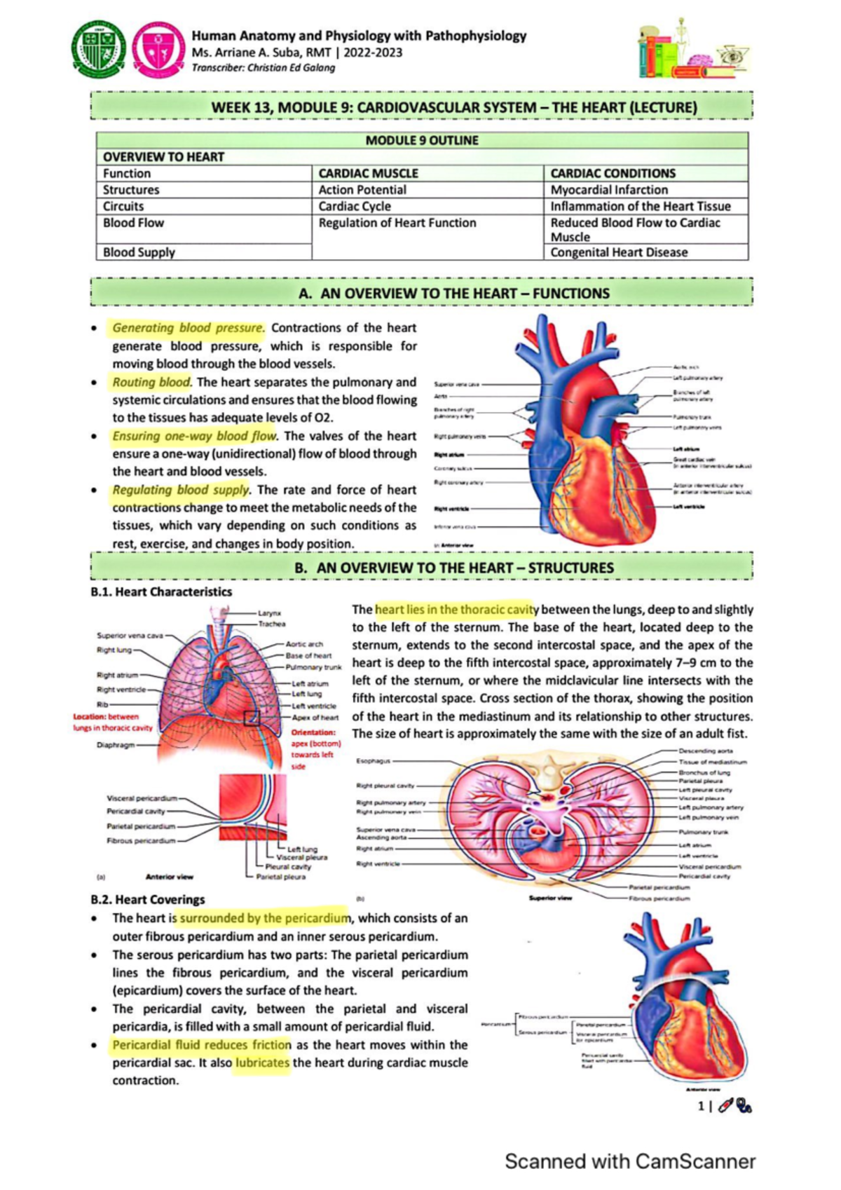 Cardiovascular System Anatomy And Physiology Studocu Cardiovascular System Anatomy And Physiology Studocu