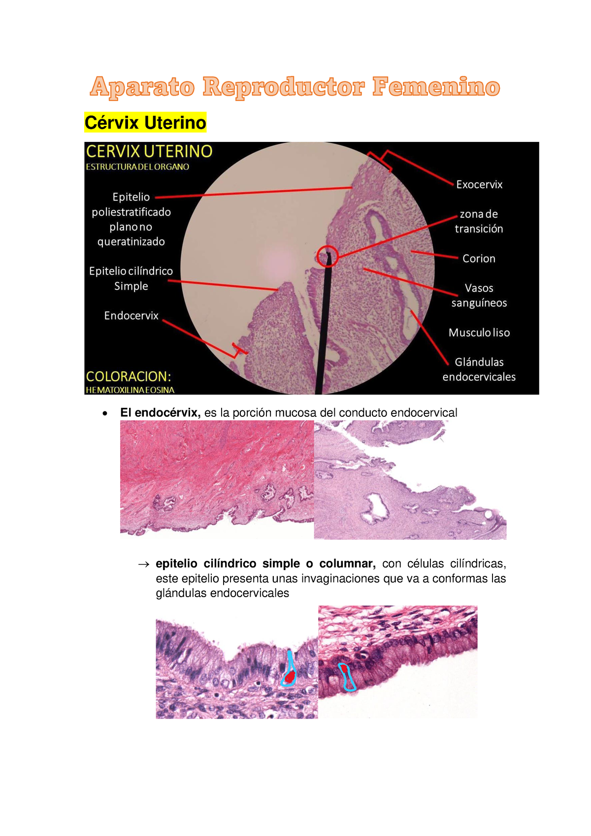 histología del endocérvix