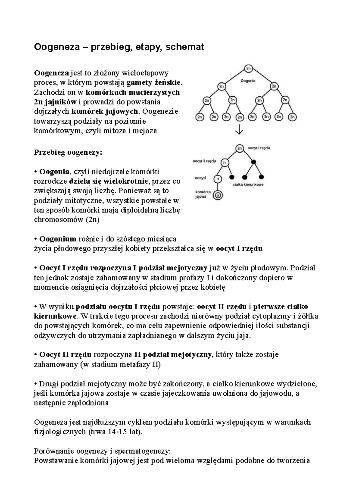 Oogeneza - opracowanie tematu - Oogeneza – przebieg, etapy, schemat ...