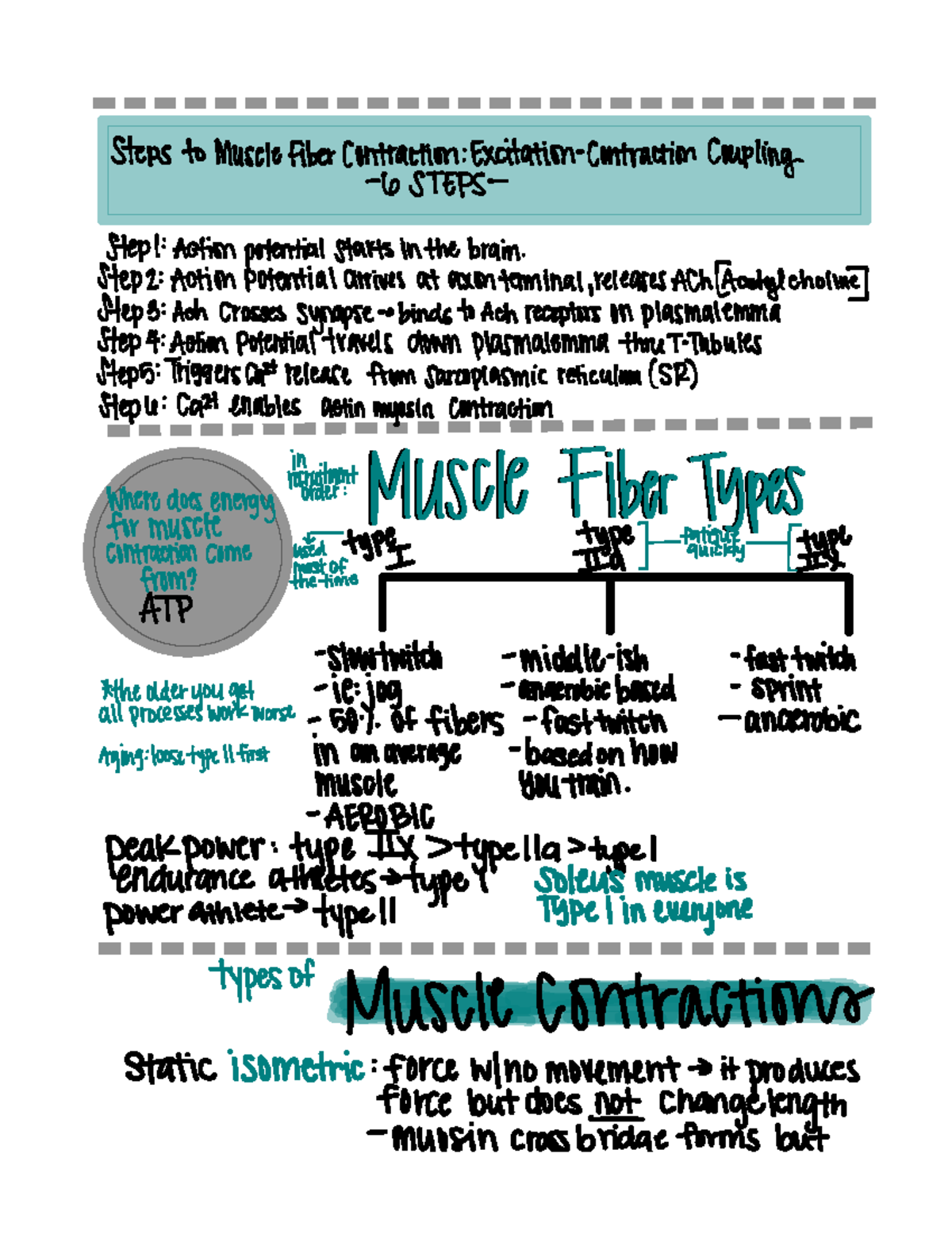 Exercise Physiology Midterm Review - Steps toMuscleFiberContraction ...