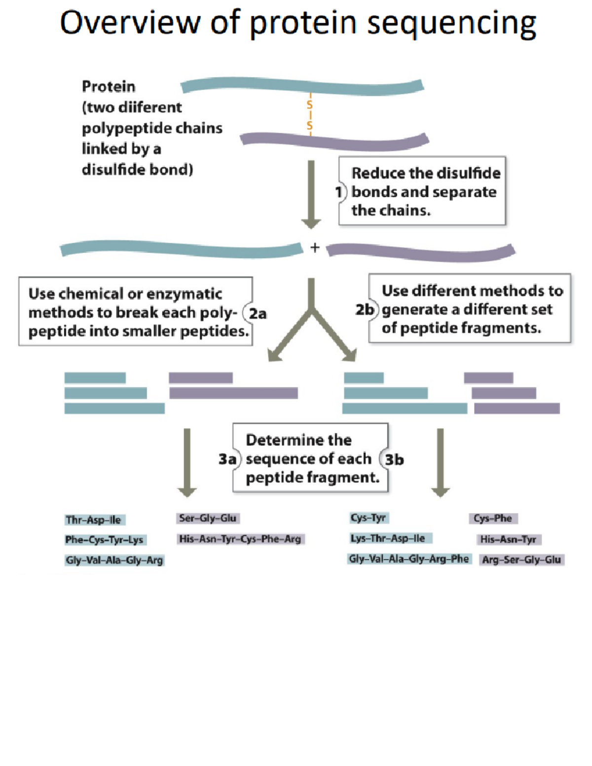 Lecture 5 Protein Sequencing - BIO 361 - Studocu