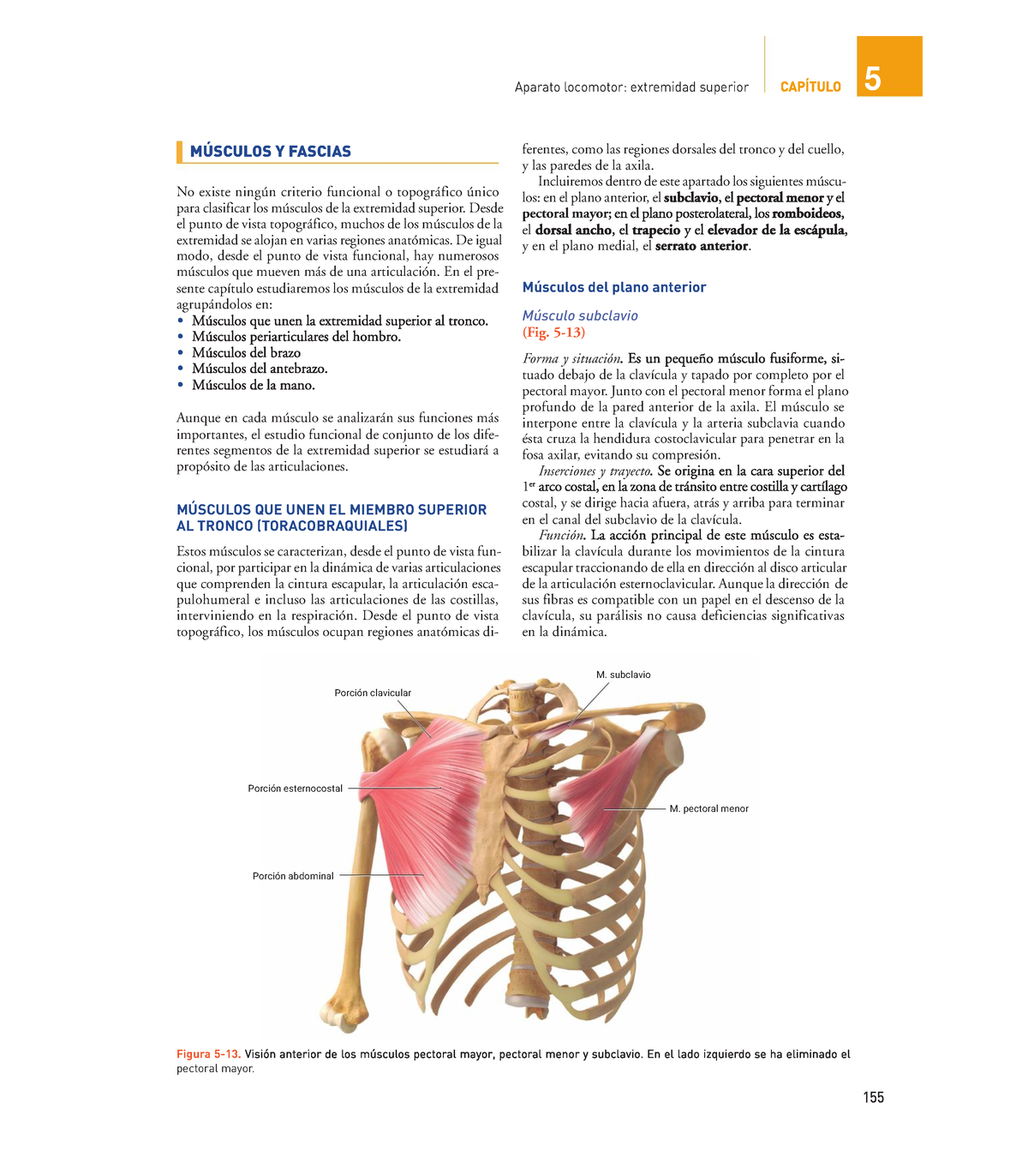 23-Músculos profundos de la columna vertebral. Visión lateral izquierda