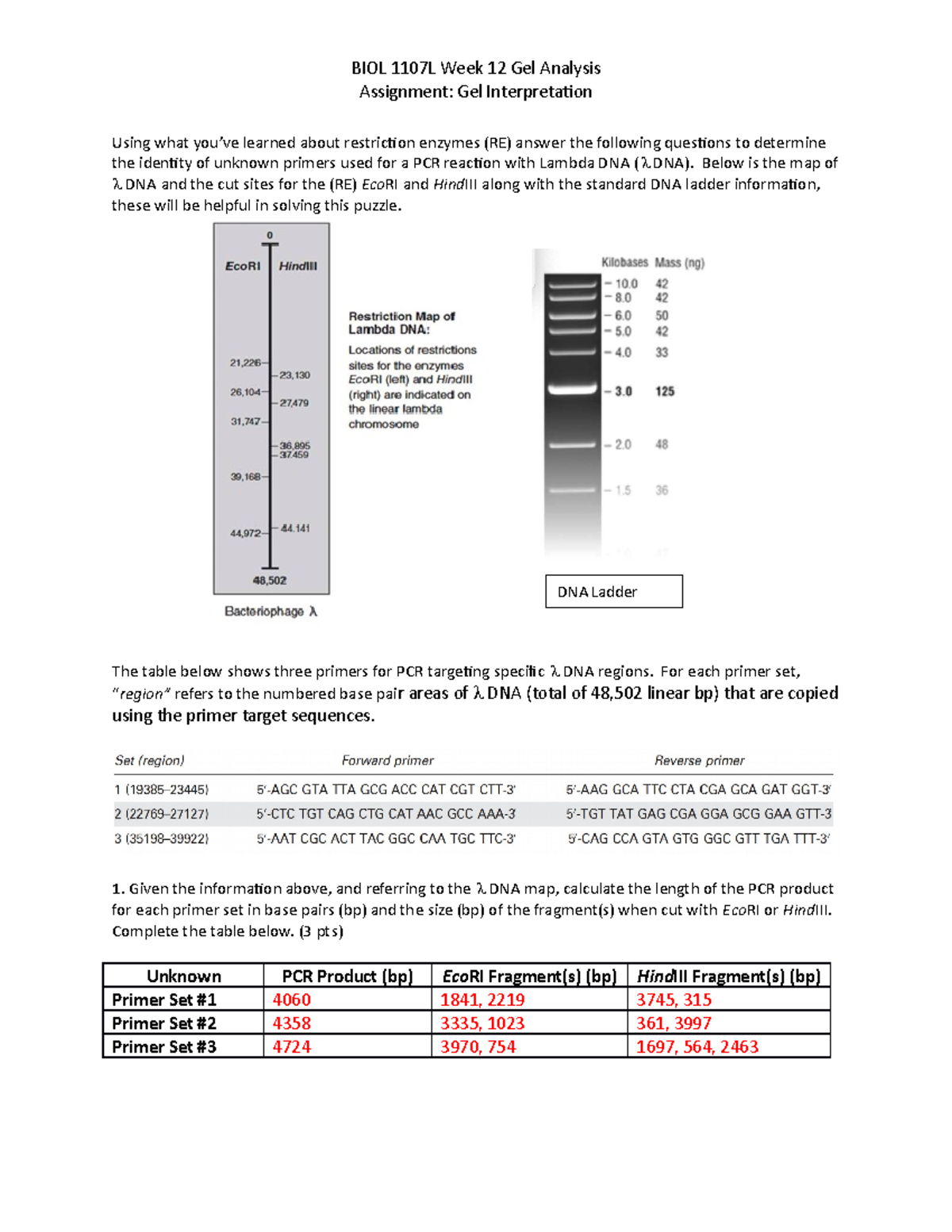 1107LWk12Hinchliffe I BIOL 1107L Week 12 Gel Analysis Assignment Gel