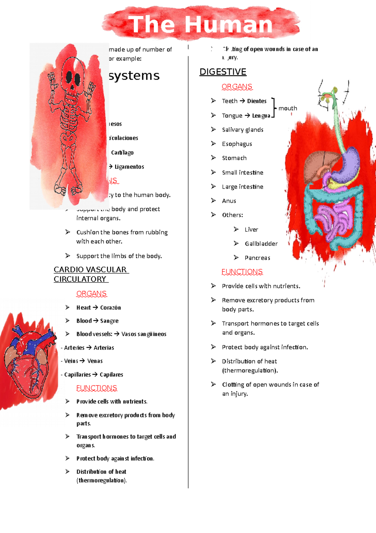 Inglés Médico - Temas a estudio de las partes del cuerpo - The human ...