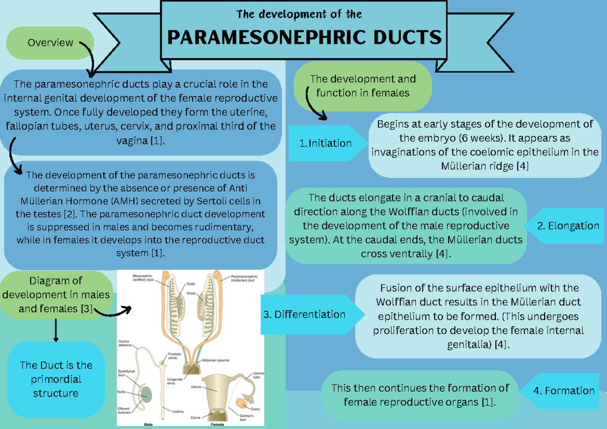 Paramesonephric Ducts Group 22 The paramesonephric ducts play a