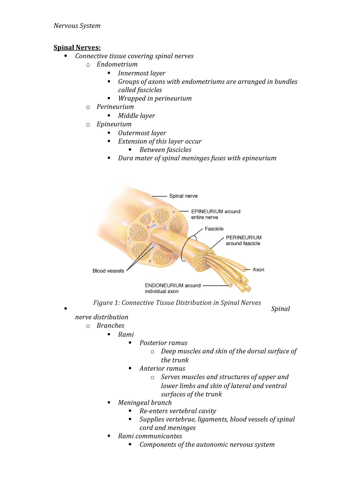 Spinal Nerves Lecture Notes - StuDocu