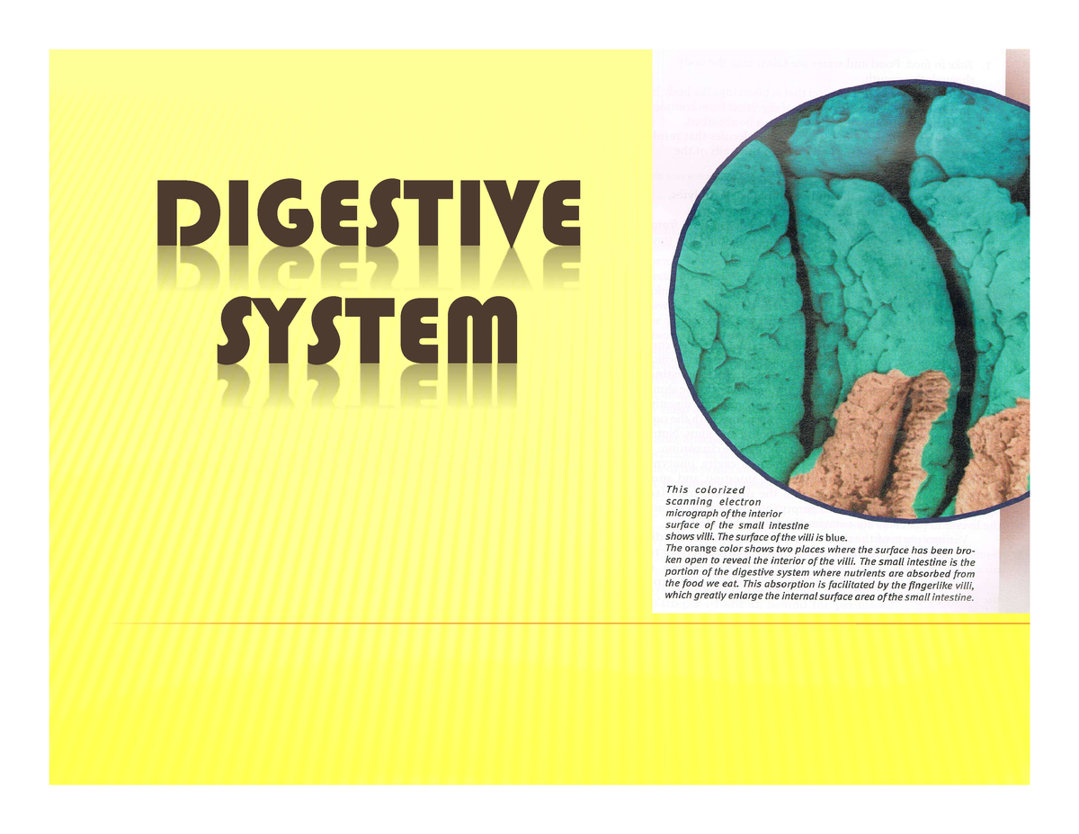 introduction of digestive system essay