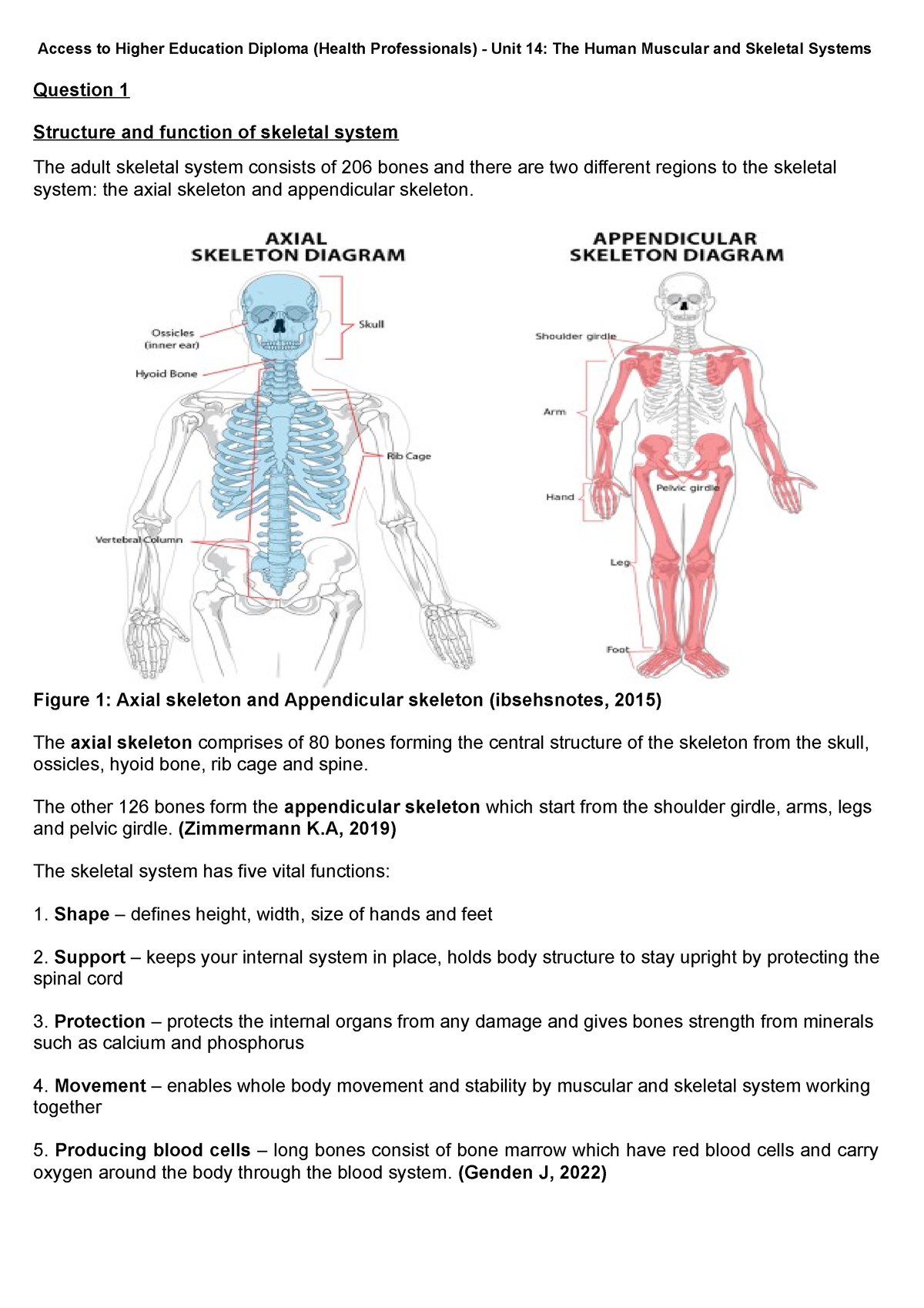 Muscles - Skeletal and muscular systems - 3rd level Science Revision - BBC  Bitesize