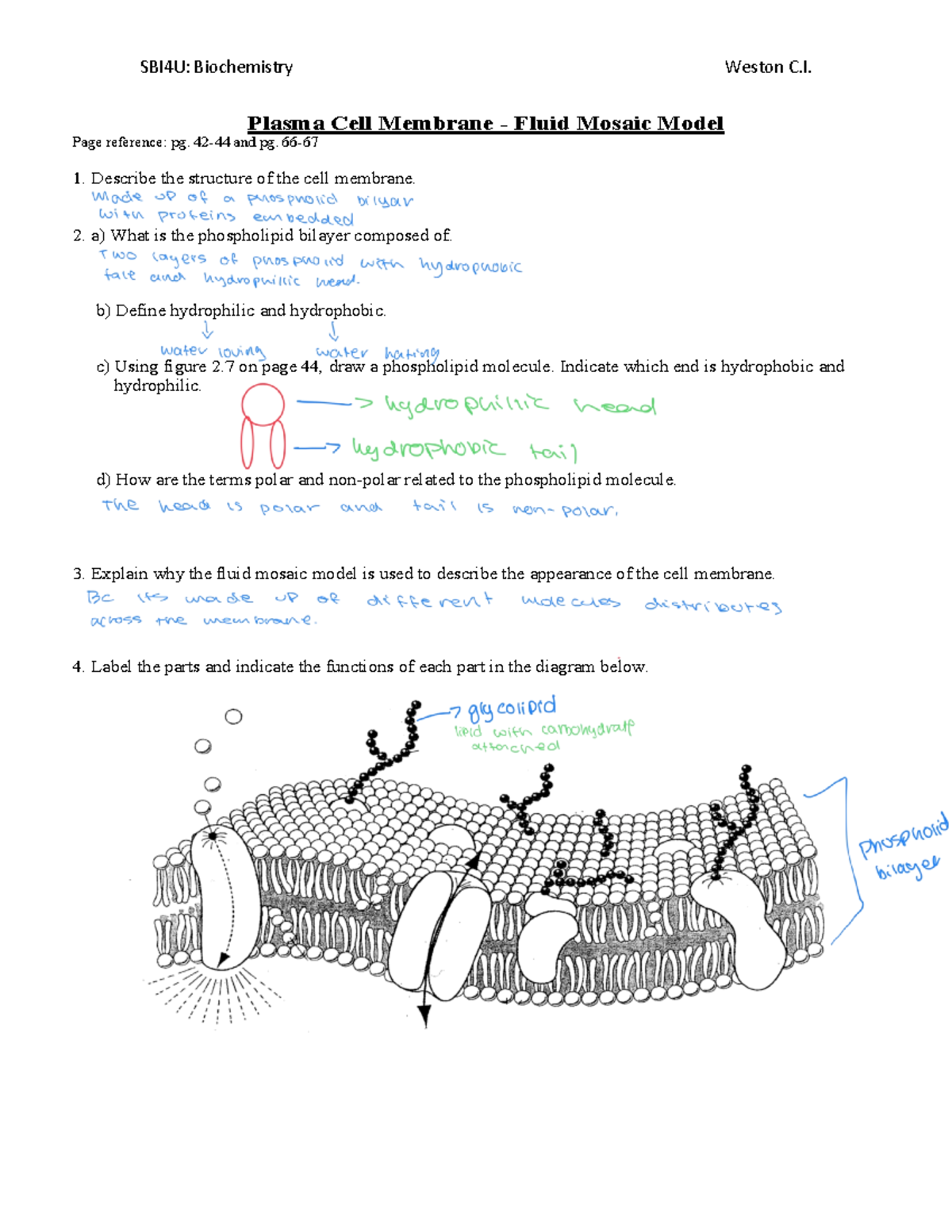 Fluid mosaic model worksheet - SBI4U: Biochemistry Weston C. SBI 4U ...