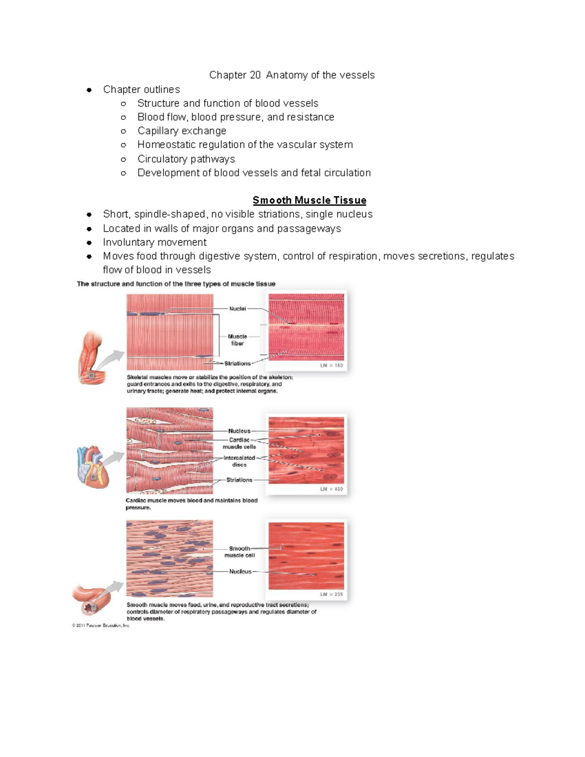 Chapter 20 Anatomy of the vessels - Chapter 20 Anatomy of the vessels ...