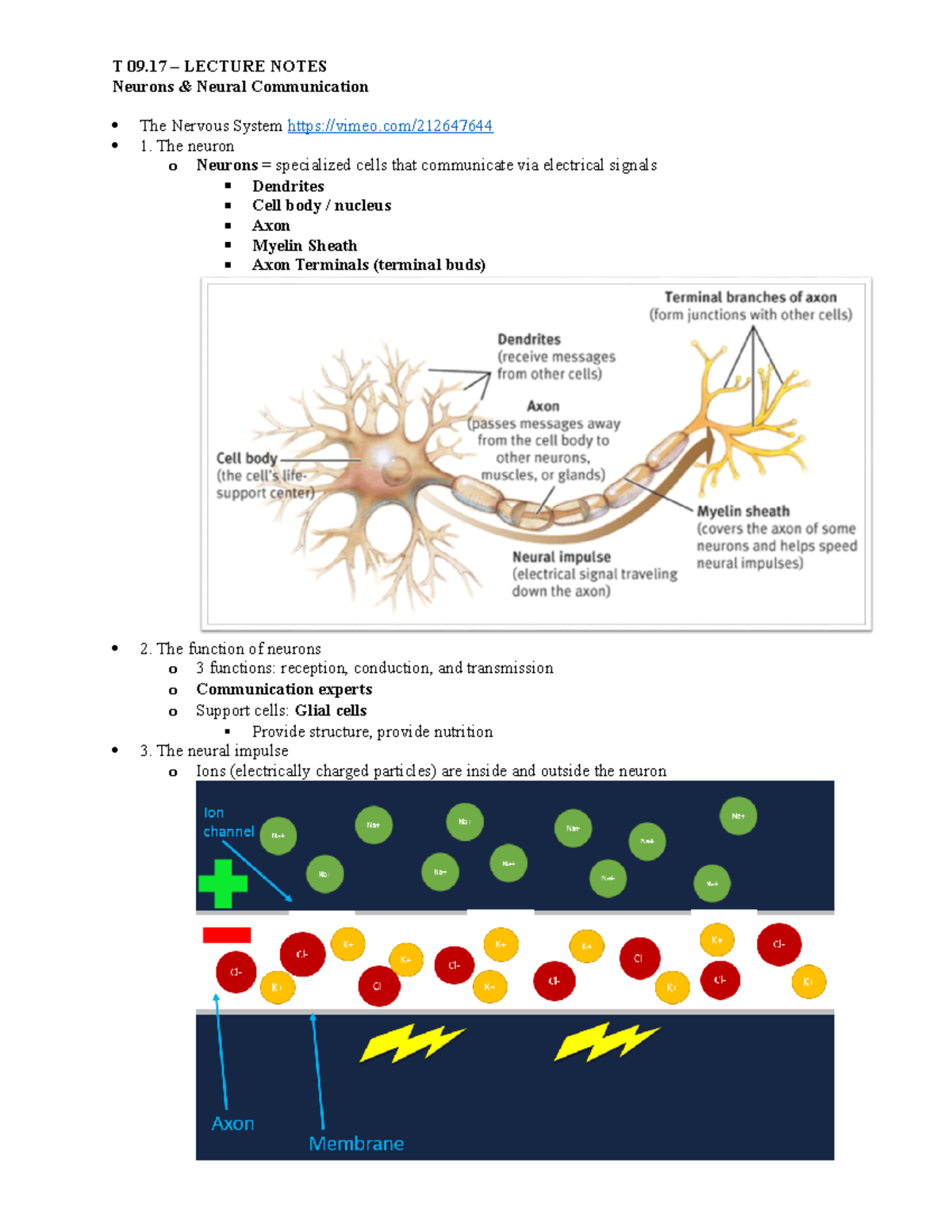 case study neurons and cell communication key