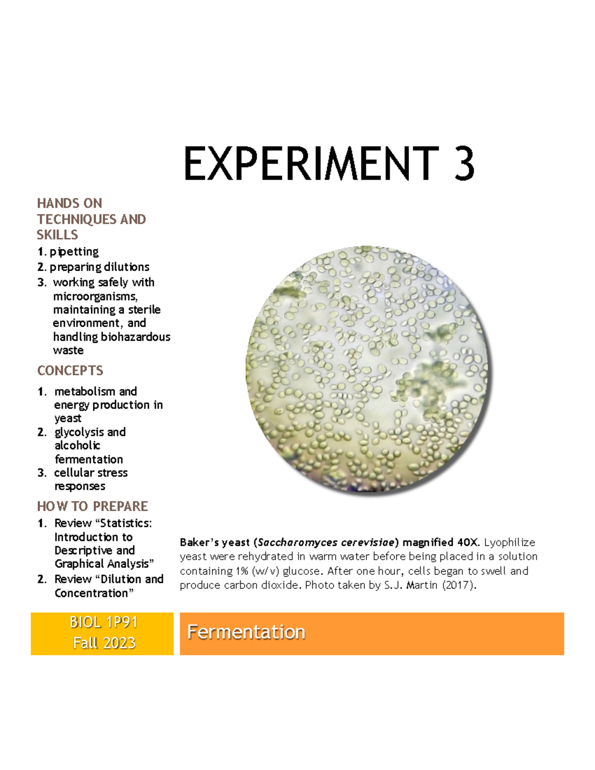 Experiment 3 Fermentation BIOL 1P91 Fall 2023 revised - EXPERIMENT 3 ...