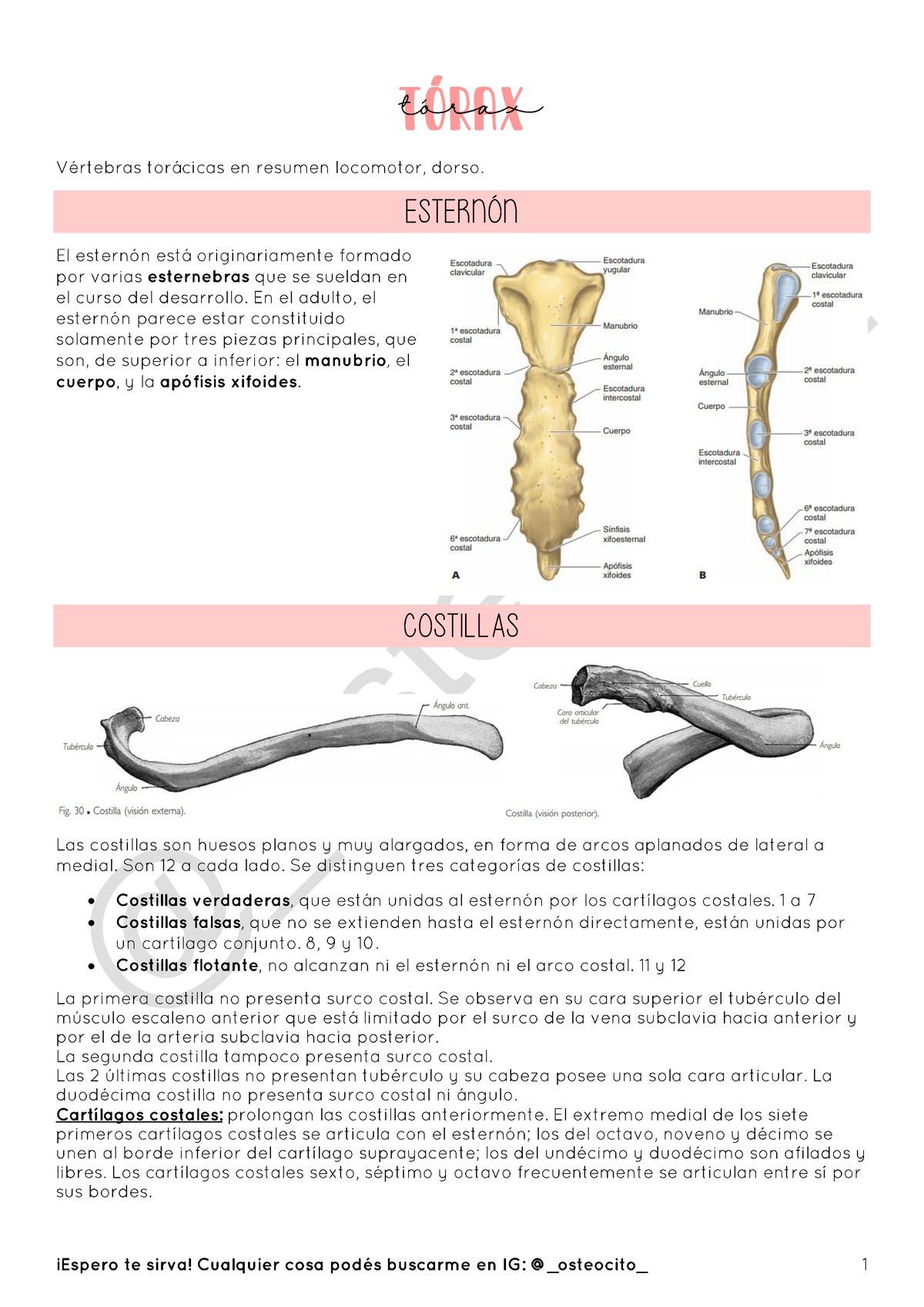 E3 Torax - Resumen De Osteocito - T”RAX ESTERN”N COSTILLAS • • • TÛrax ...