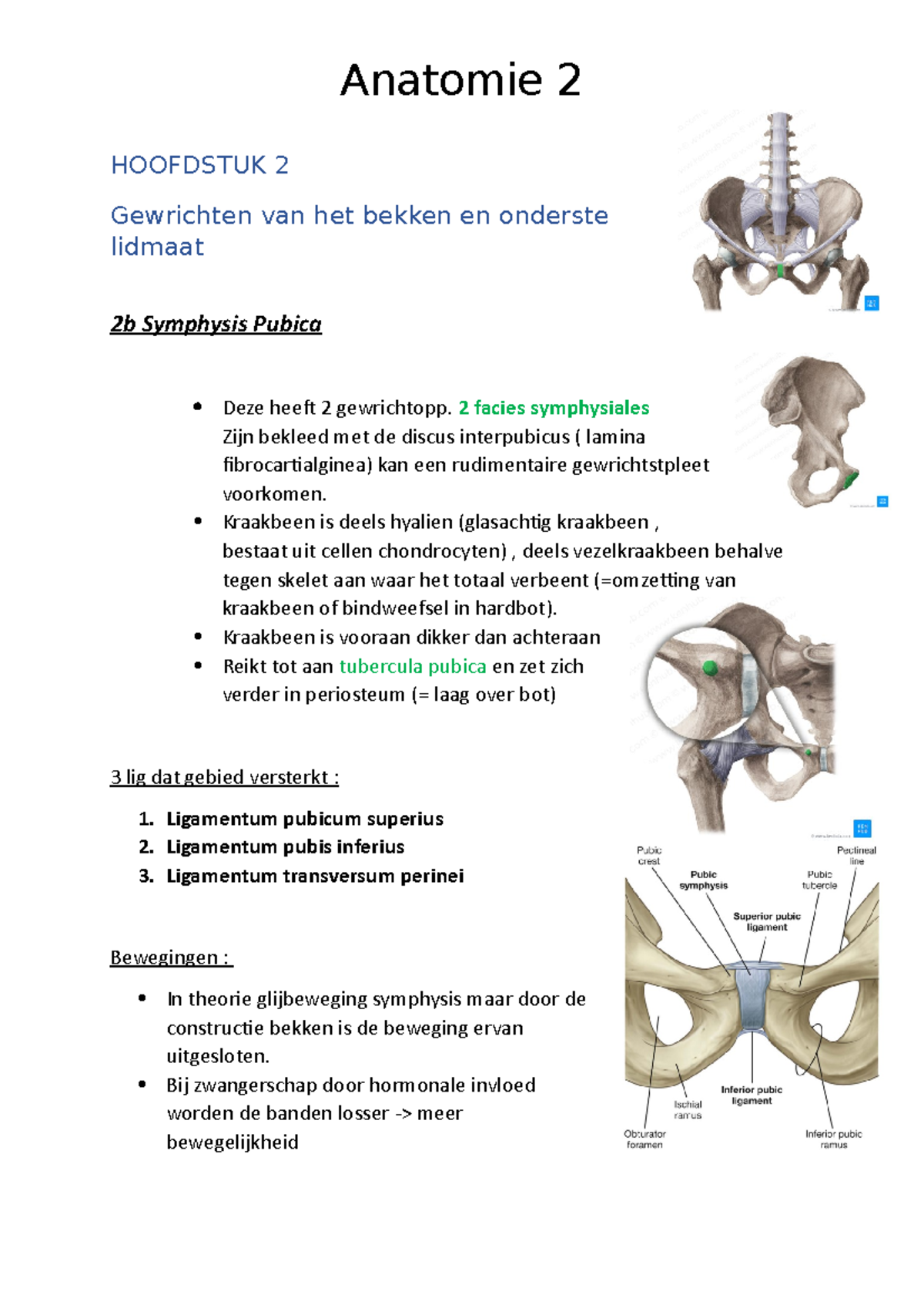 Hoofdstuk 2 - Dddd Dddd - HOOFDSTUK 2 Gewrichten Van Het Bekken En ...