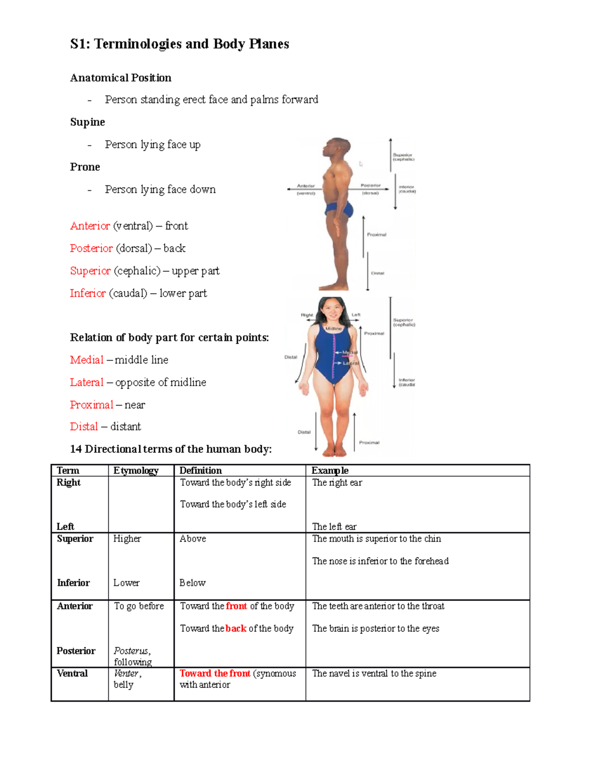 S1-Terminologies-and-Body-Planes-part2 - S1: Terminologies and Body ...