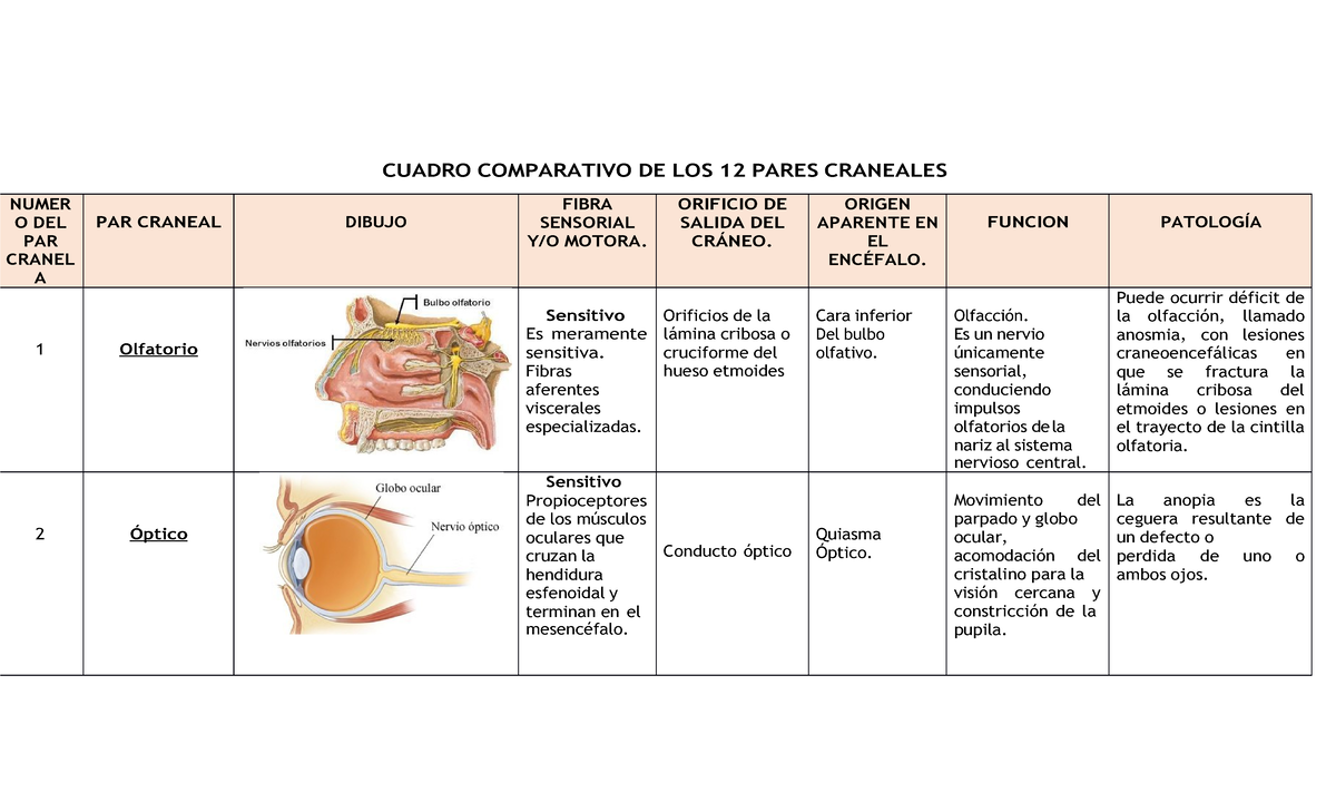12 pares craneales - sdcv bhn nmjnbvfc - CUADRO COMPARATIVO DE LOS 12 ...