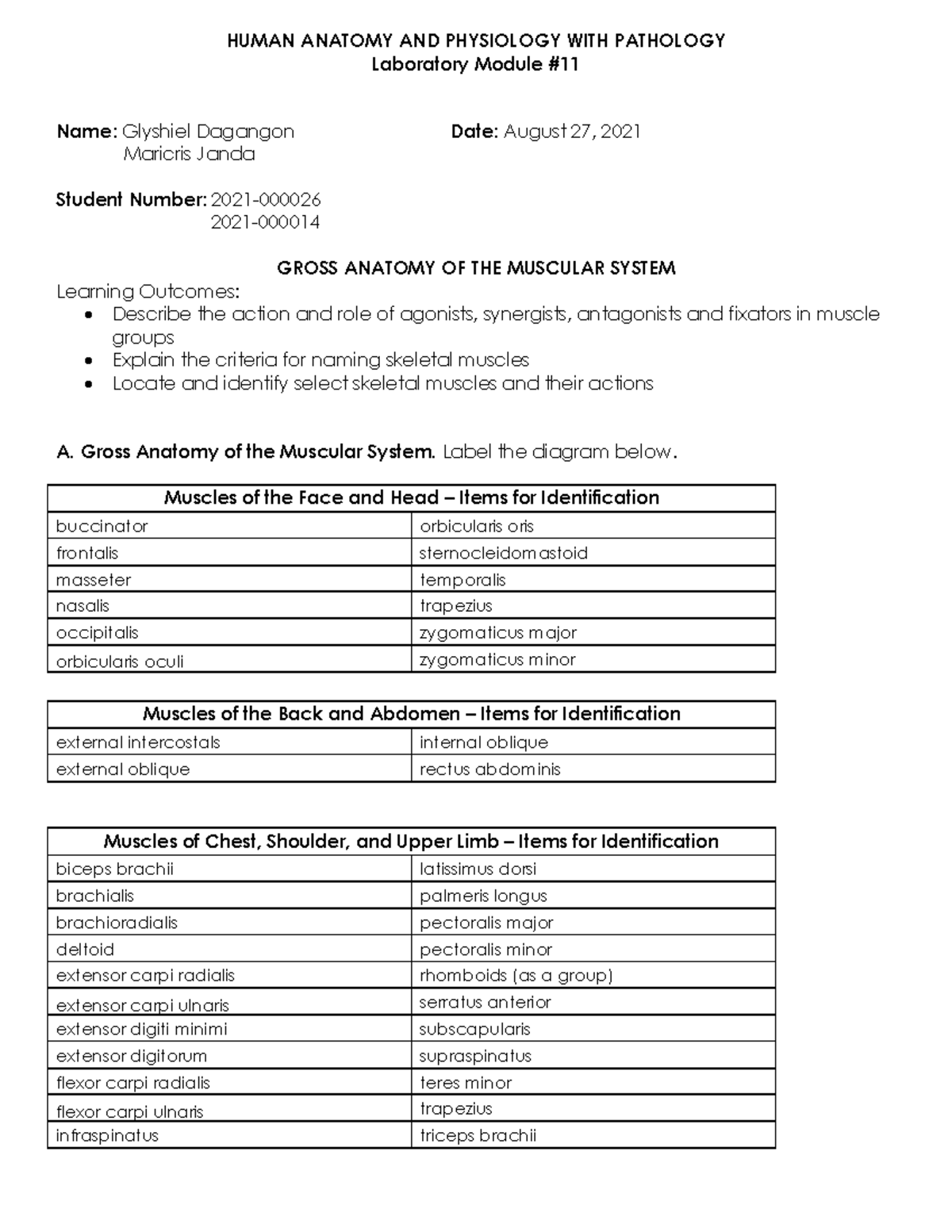 Gross Anatomy of the Muscular System - Laboratory Module # 11 Name ...