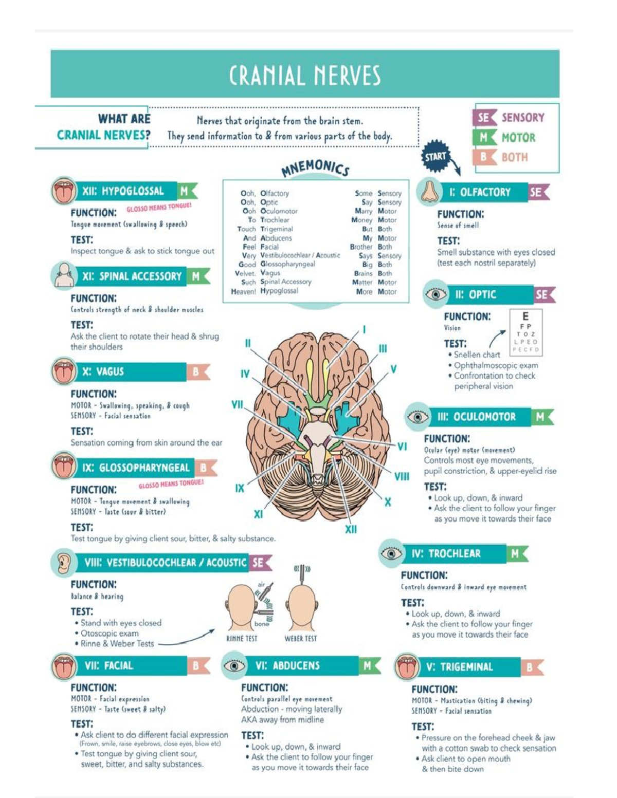 Craniel Nerves - Fundamentals - Nurs 2990 - Studocu