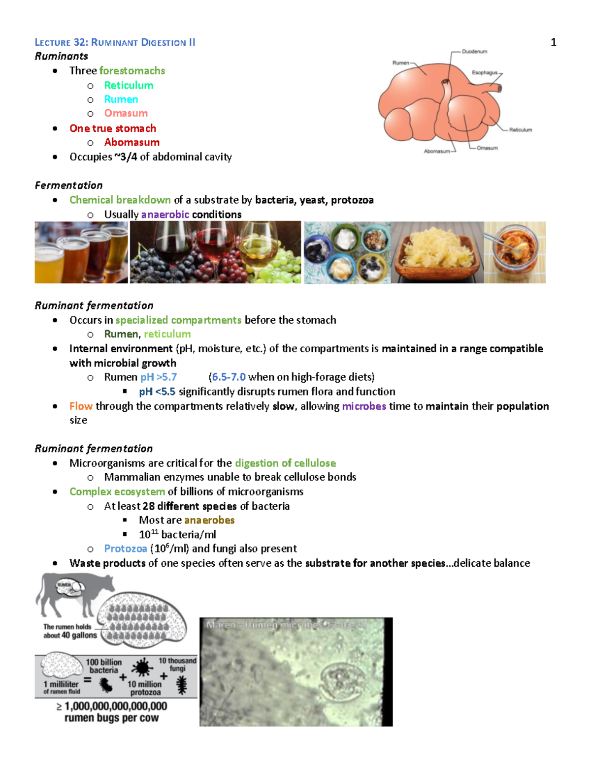 Lecture 32 Ruminant Digestion II Ruminants Three forestomachs o