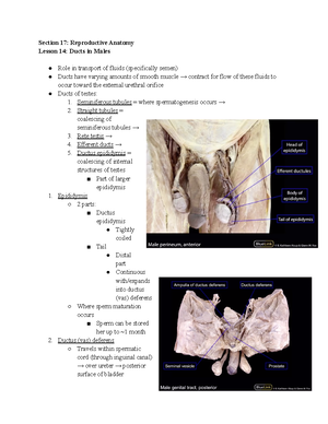 27- Erythrocytes - Detailed lecture notes on red blood cell structure ...