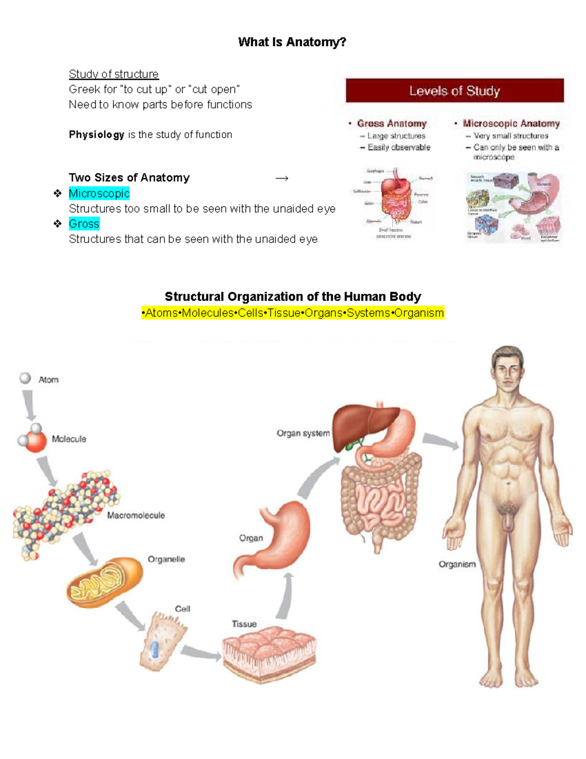 What Is Anatomy Structural Organization Of The Human Body 