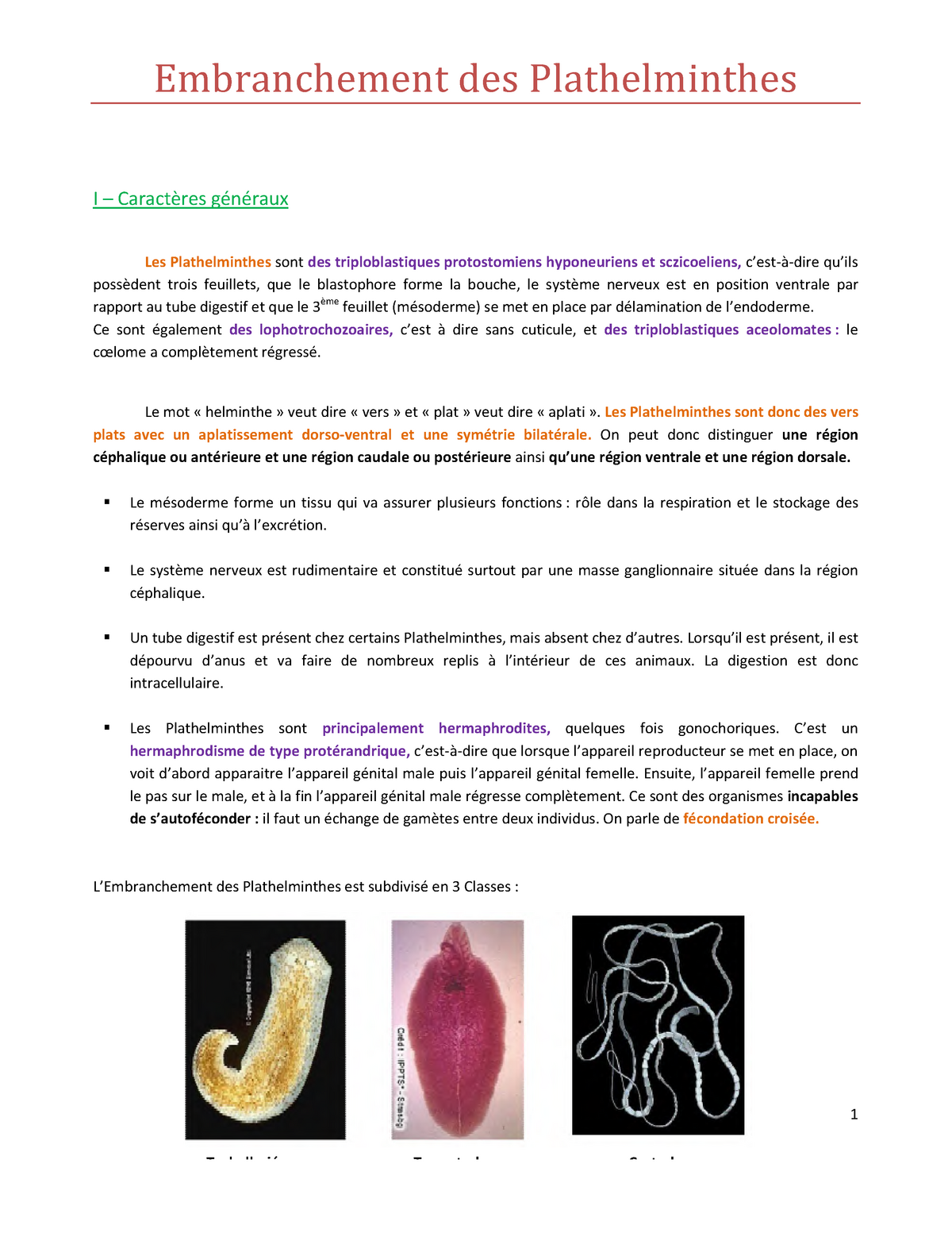 L embranchement des plathelminthes - Az emberi test tablettáinak parazitáinak megelőzése