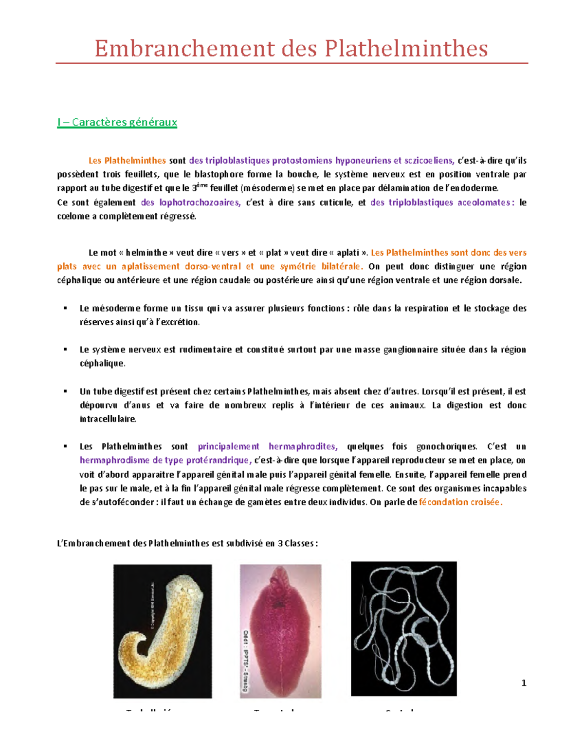 Plathelminthe planaire