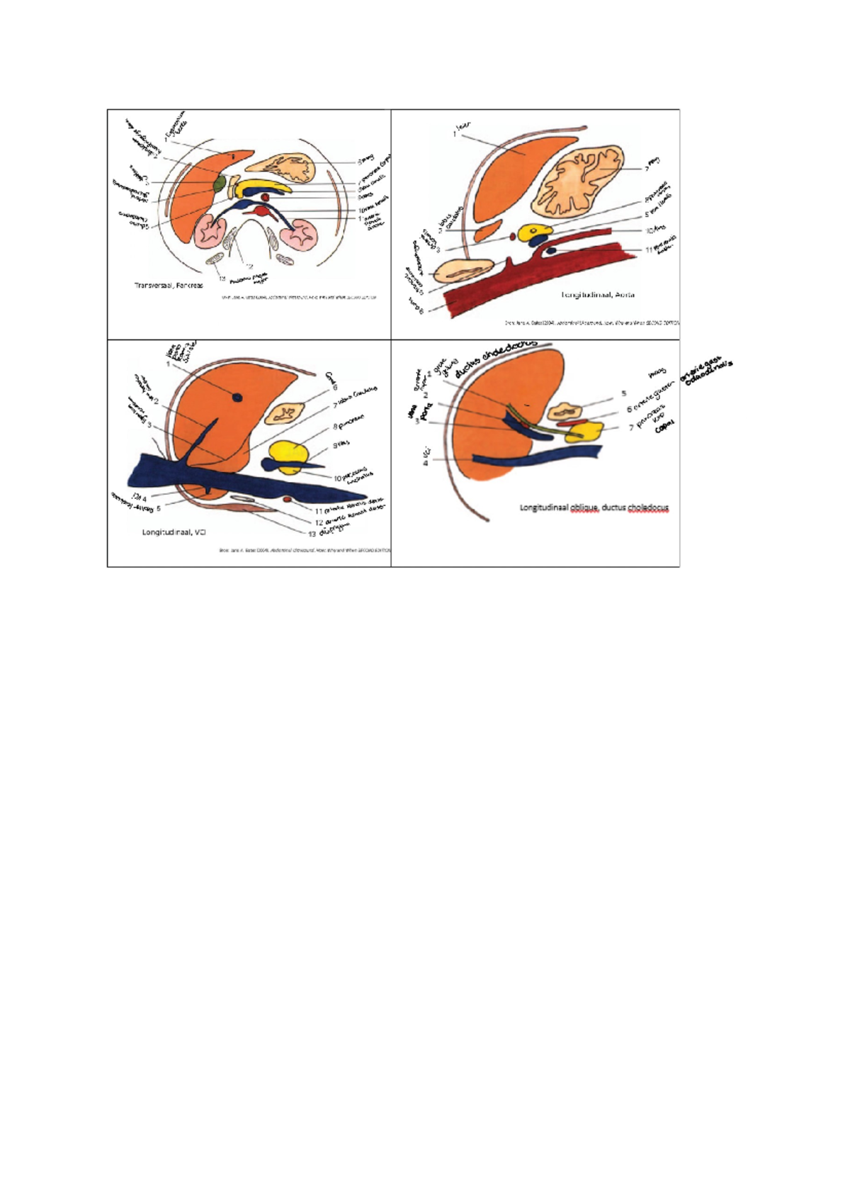 ECHO anatomie module 4 - 12 13 miscalus psom major Transversaal ...