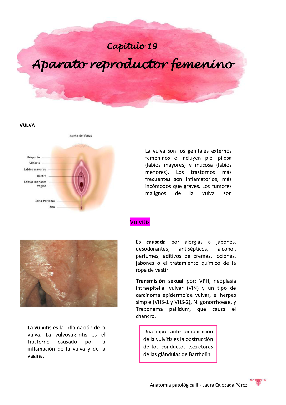 Aparato Reproductor Femenino Resumen Del Libro De Robbins Vulva Vulvitis Cap Tulo Aparato